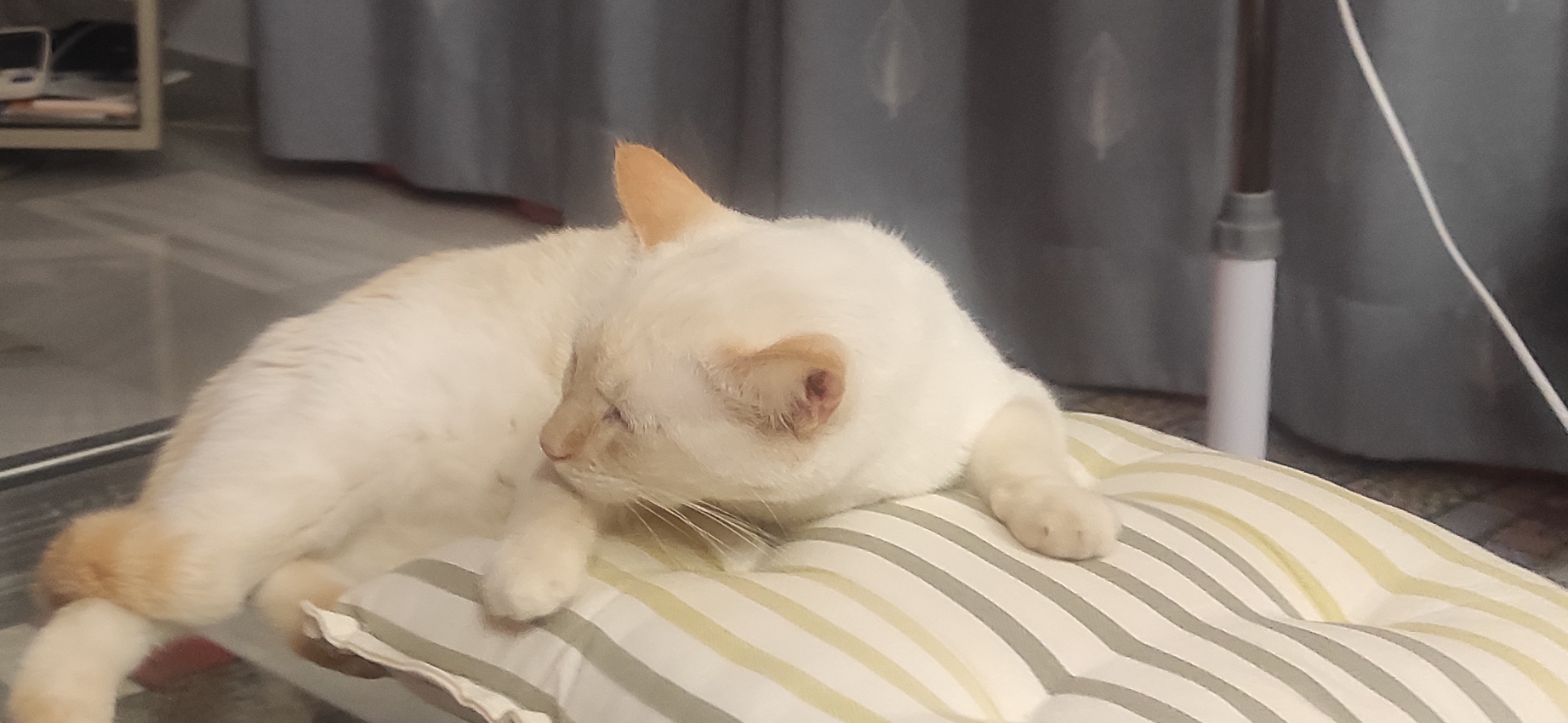 Фото питомца: кошка Ари спасается от жары под вентилятором