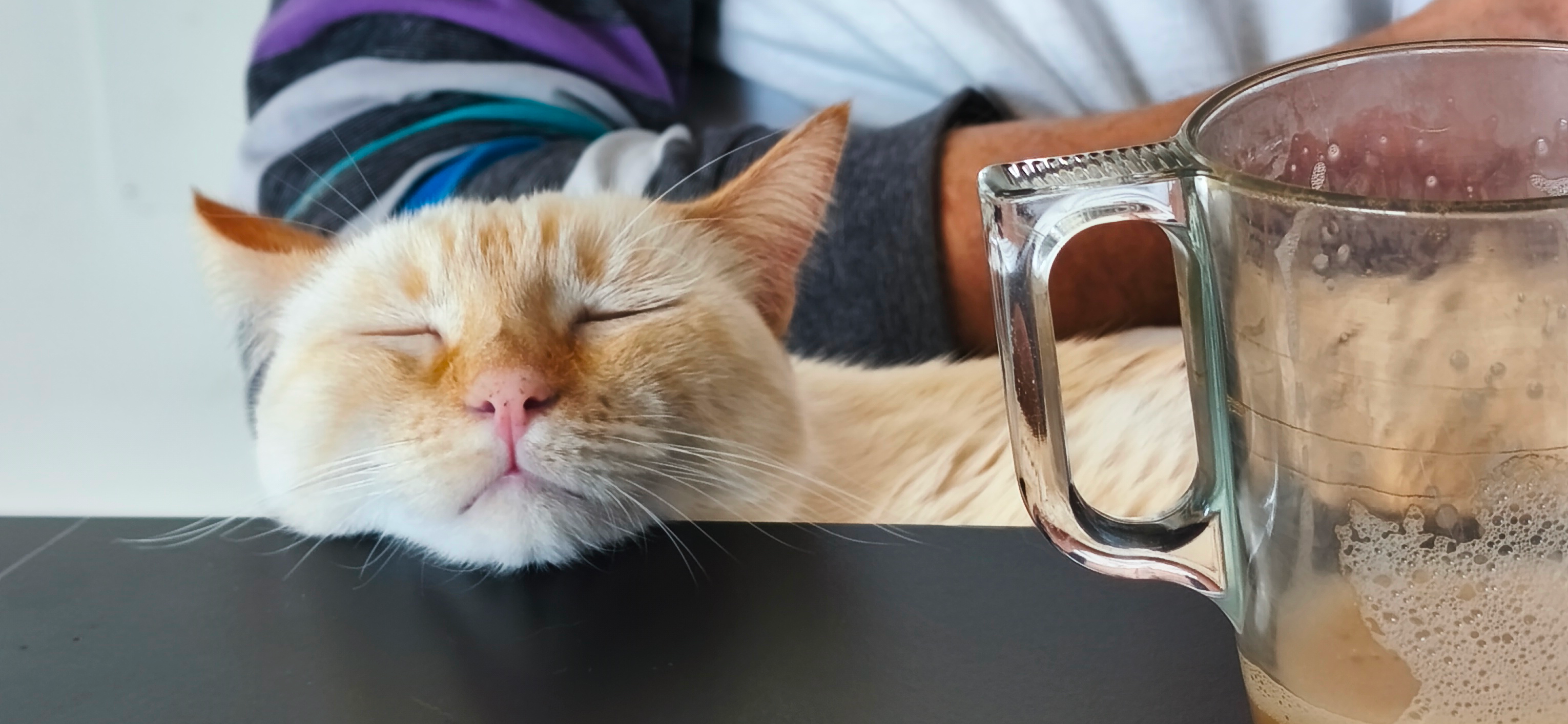 Фото питомца: кошка Ари уснула, пока хозяин пил кофе