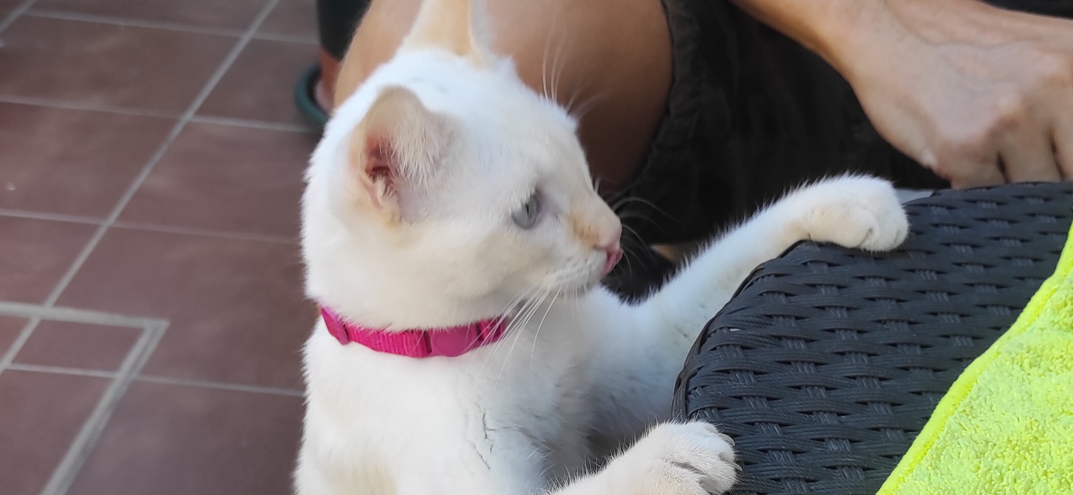 Фото питомца: кошка Ари заглядывает на стол