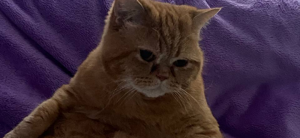 Фото питомца: кот Армстронг проснулся