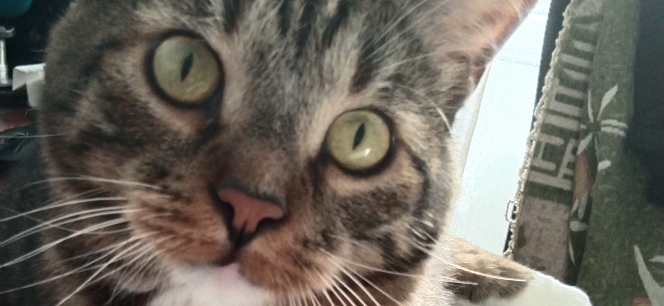 Фото питомца: кот Артем наслаждается жизнью