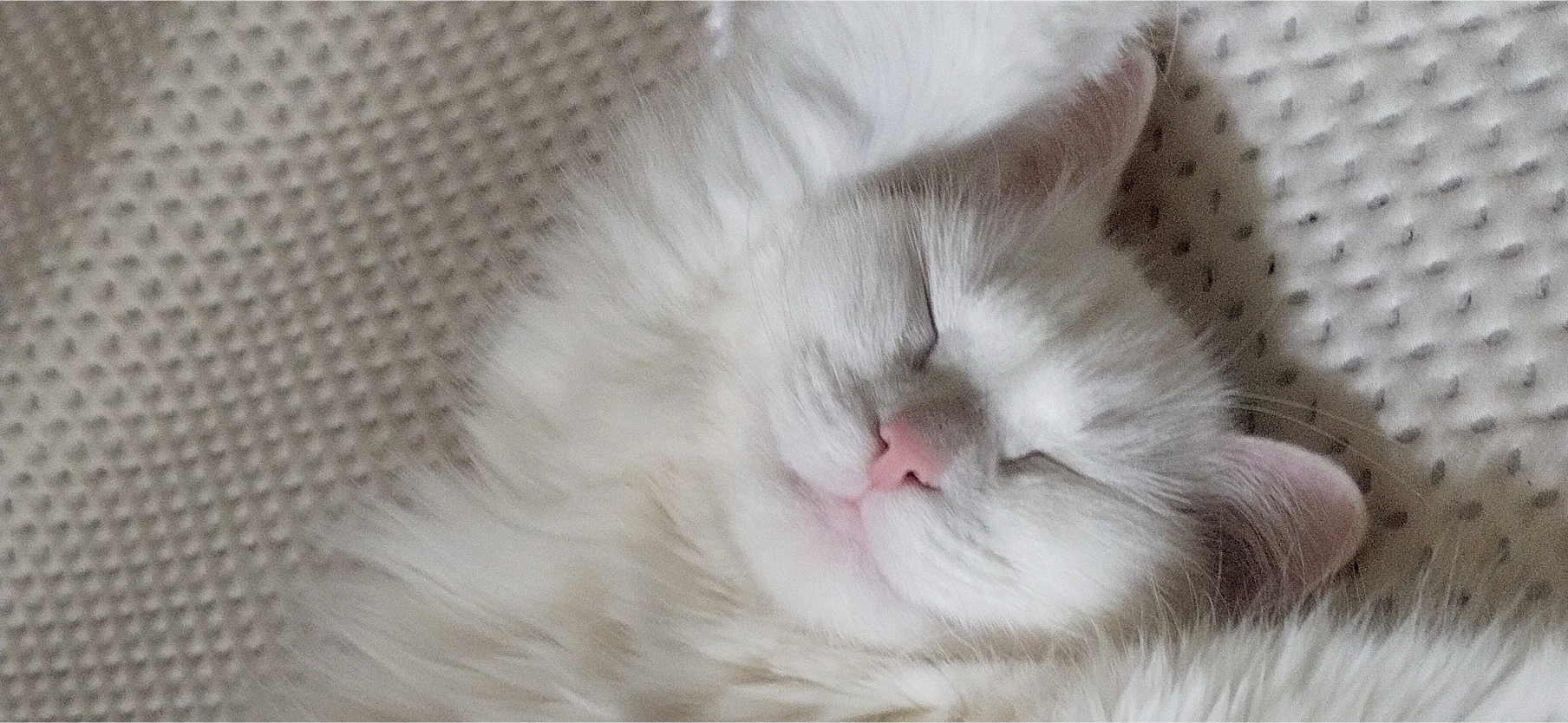 Фото питомца: кошка Ася нежится и принимает солнечные ванны