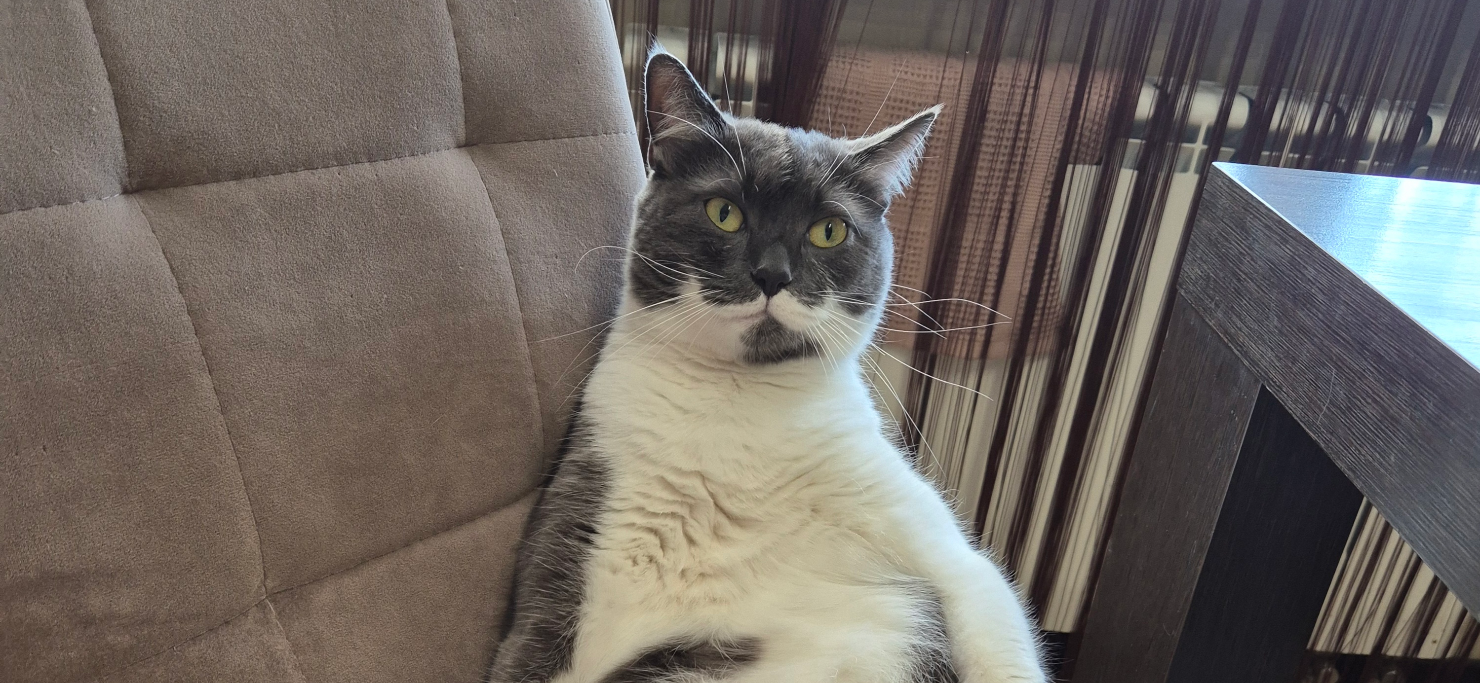 Фото питомца: кошка Аська воображает себя местным авторитетом