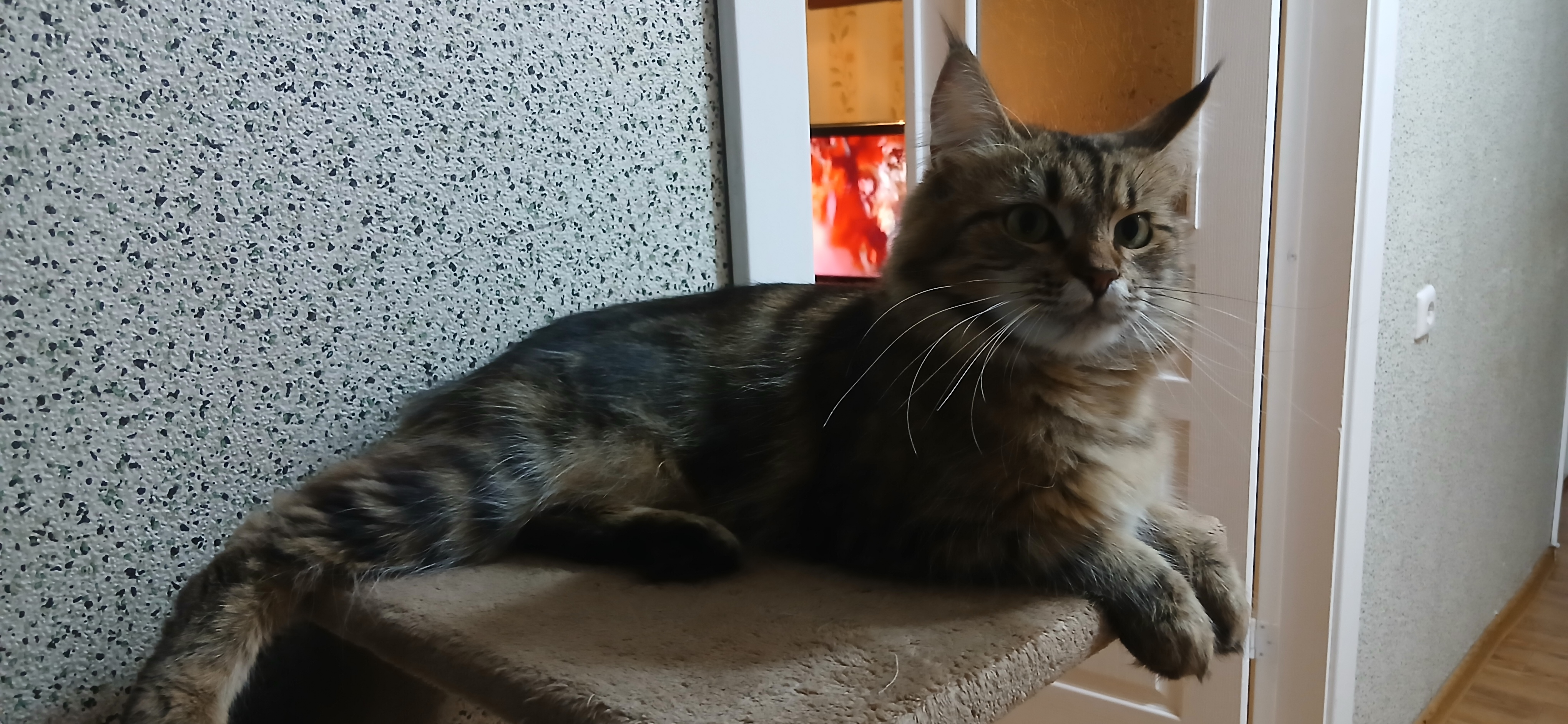 Фото питомца: кошка Асоль позирует