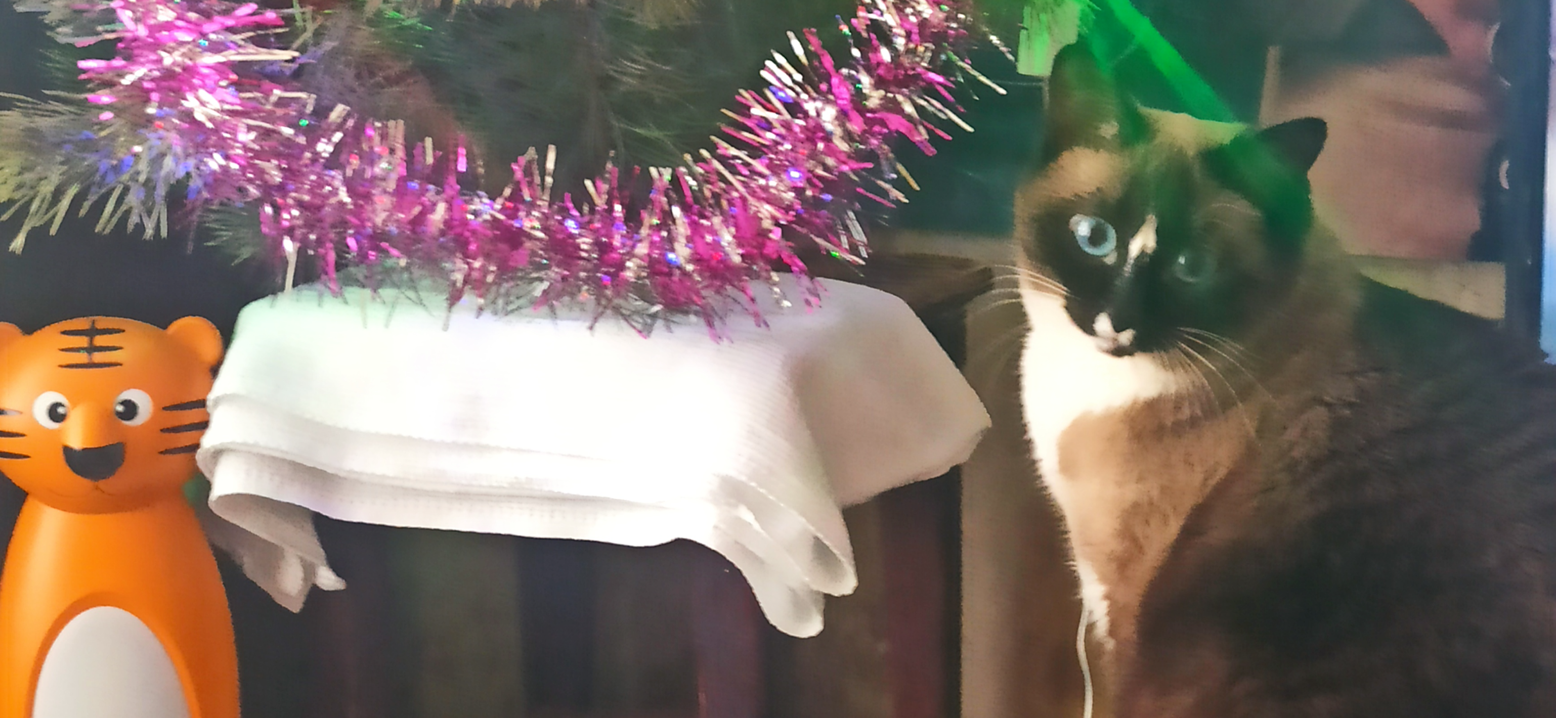 Фото питомца: кошка Баффи на утреннике