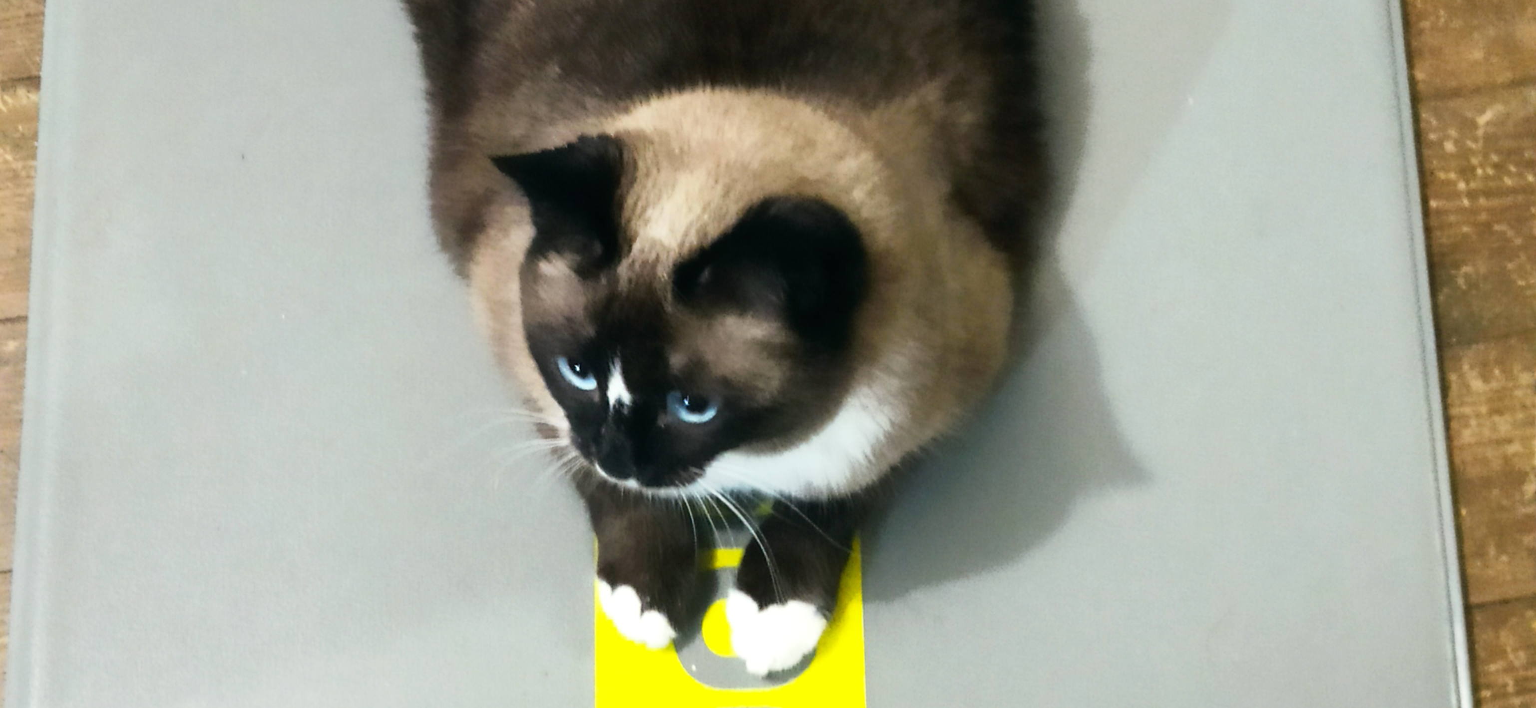 Фото питомца: кошка Баффи собирается заняться йогой