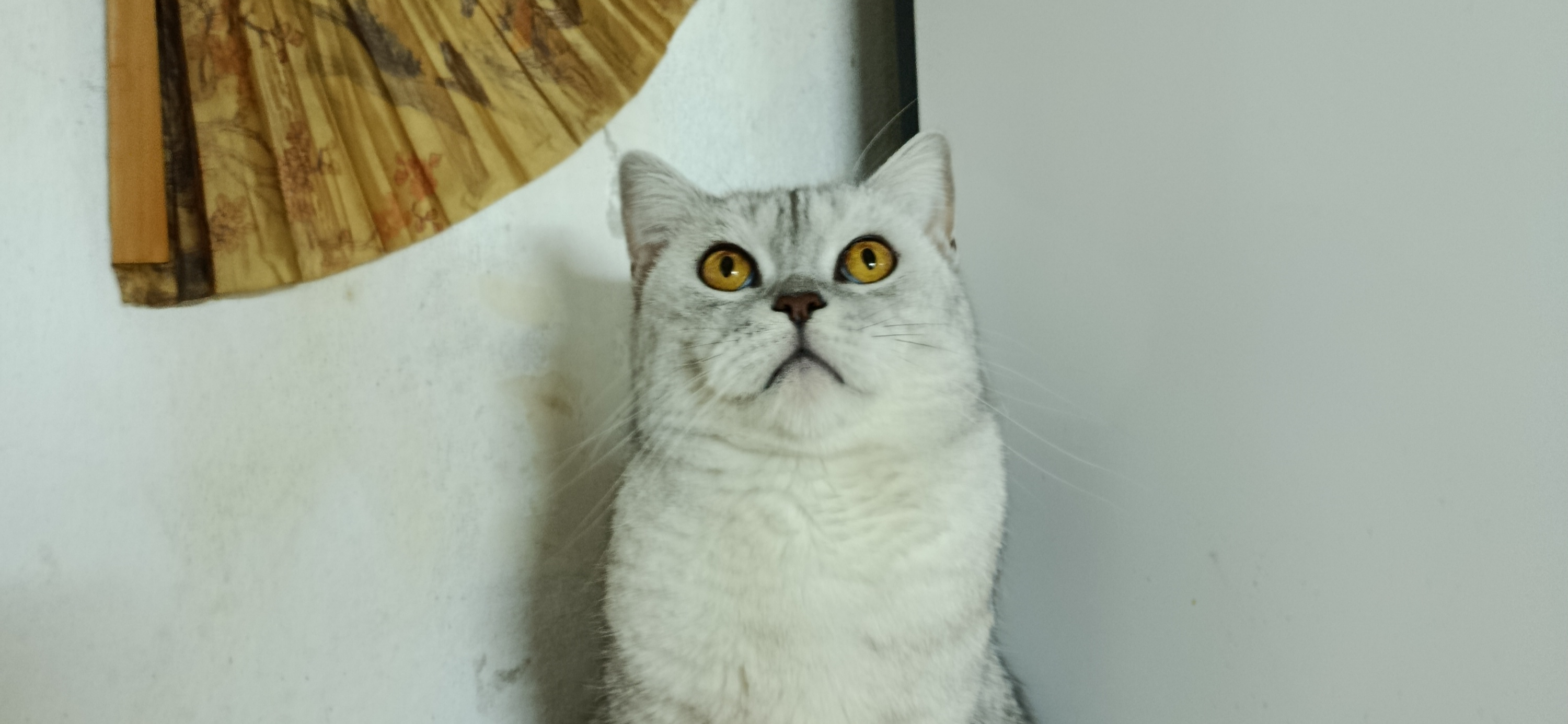 Фото питомца: кот Бантик наслаждается жизнью