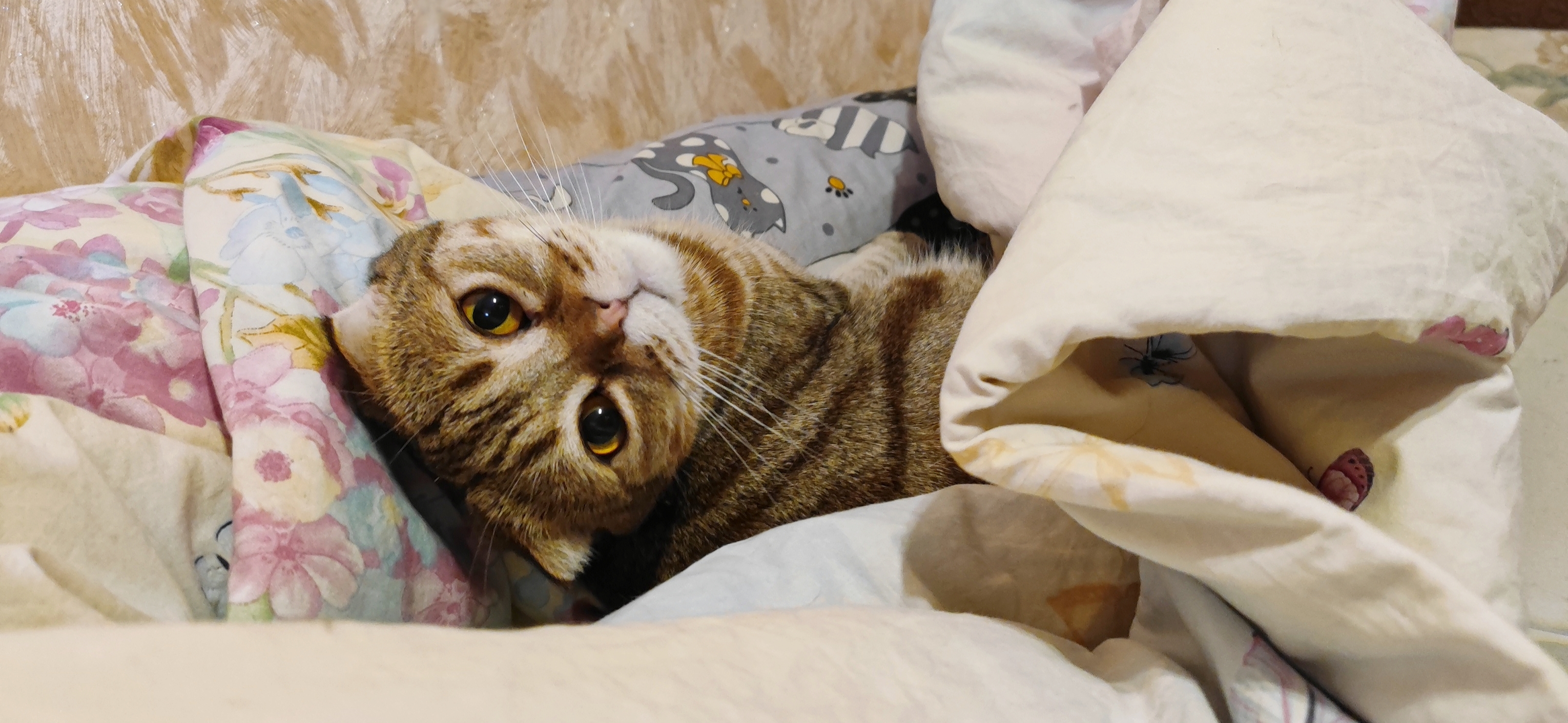 Фото питомца: кот Банзай наслаждается утром понедельника