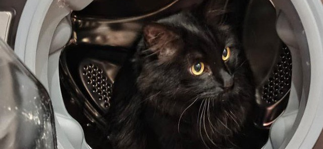 Фото питомца: кот Барсик наслаждается сидением в семилитровой кастрюле и стиральной машине