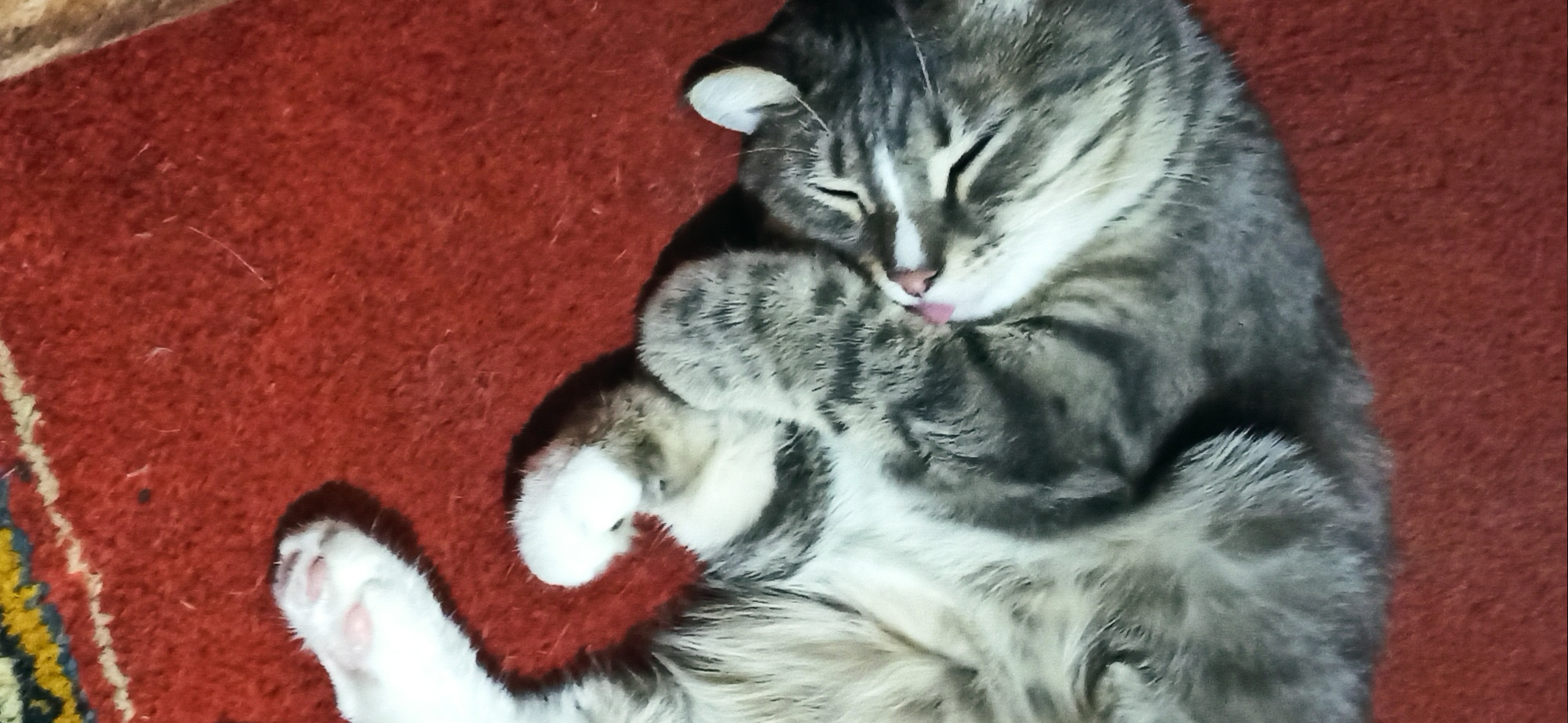 Фото питомца: кот Барсик наслаждается жизнью