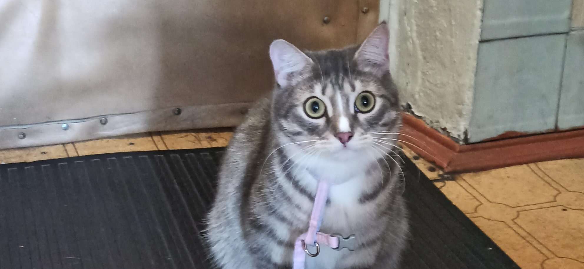 Я забрала кота Барсика с рынка, и он живет со мной уже полтора года