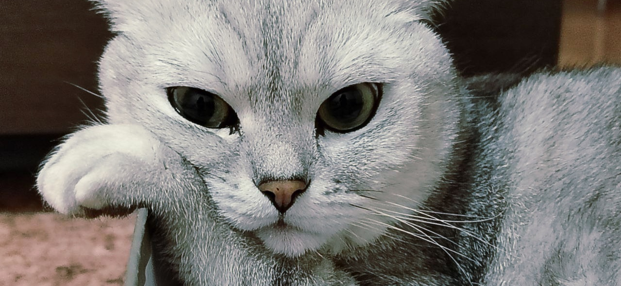 Фото питомца: кот Барсик устал от жизни кошачьей