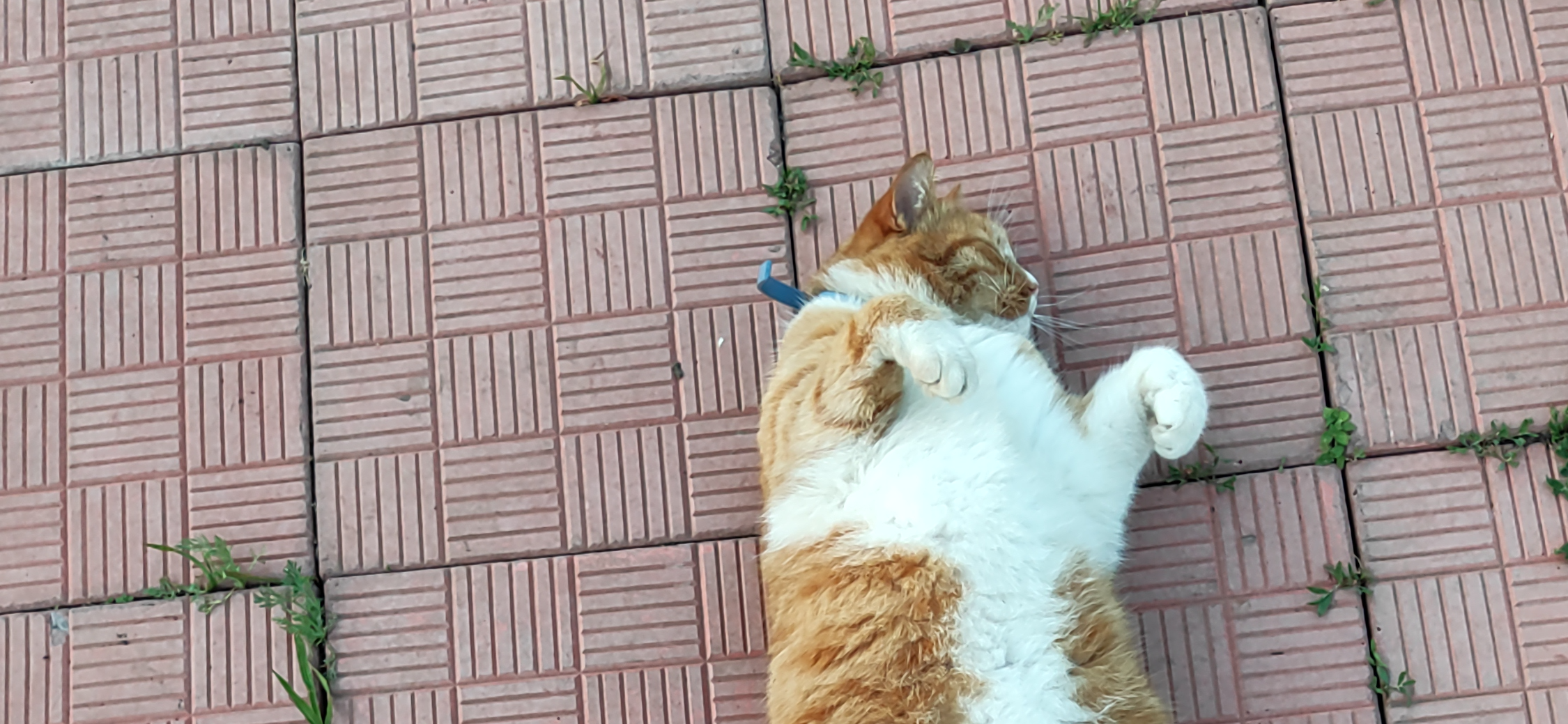 Фото питомца: кот Барсук отдыхает