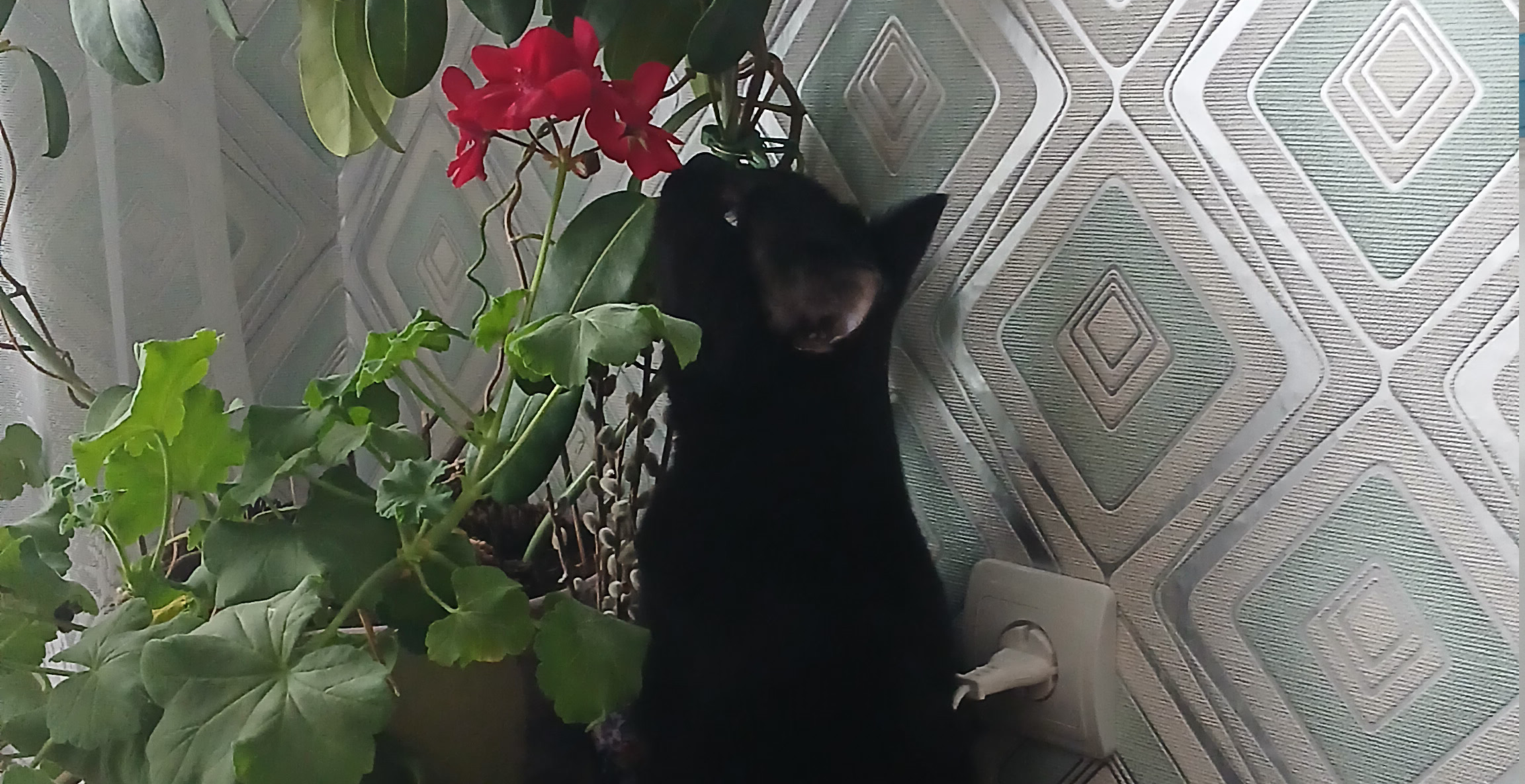 Фото питомца: кот Бася бдит и держит все под контролем