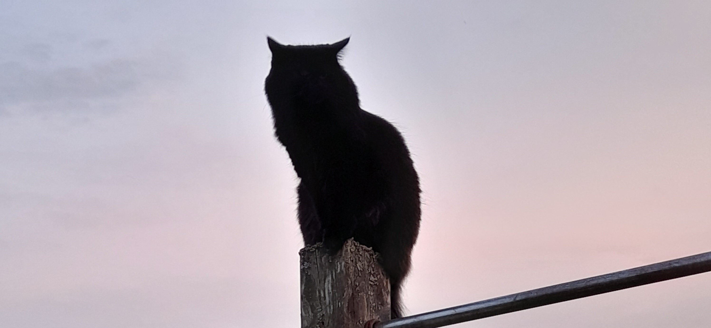 Фото питомца: кошка Бася на посту