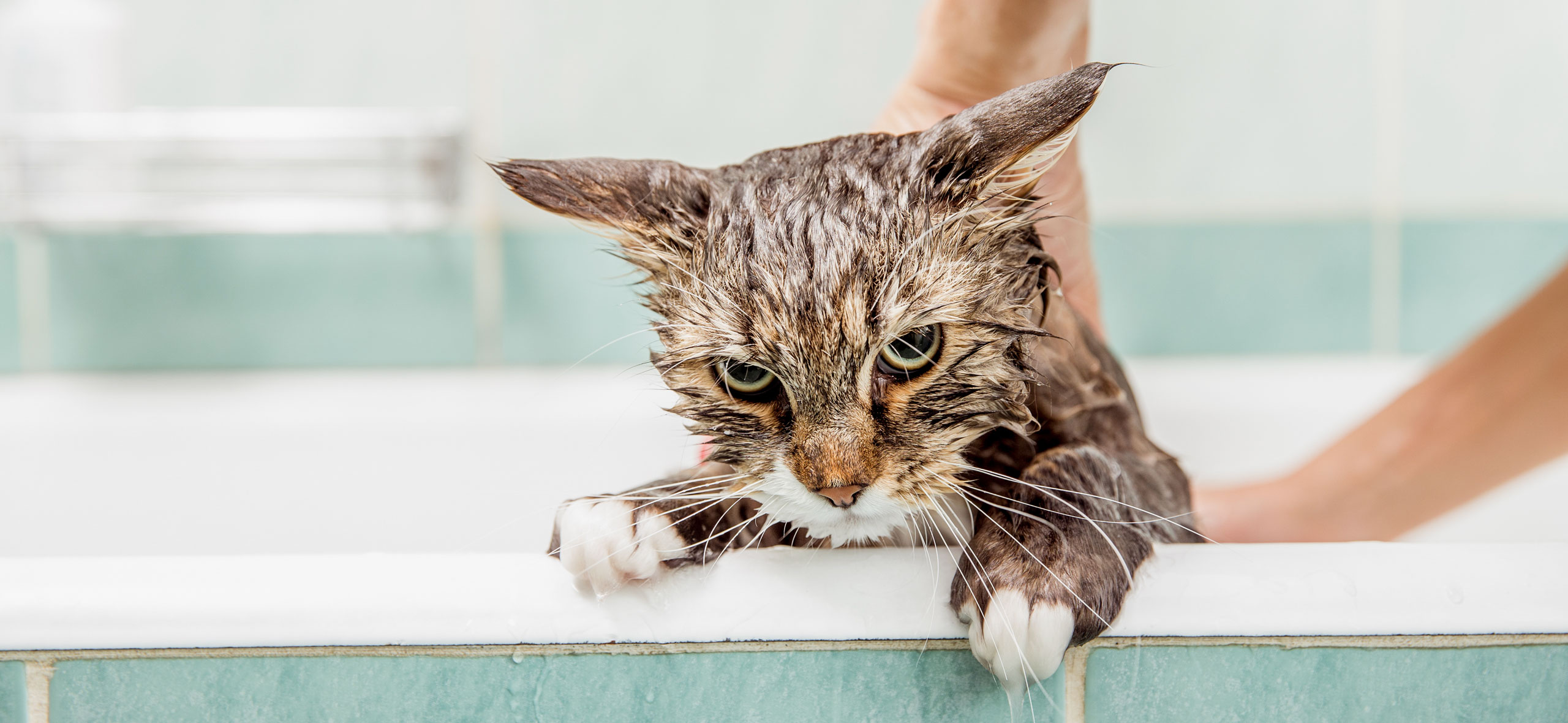 как помыть взрослого кота в первый раз