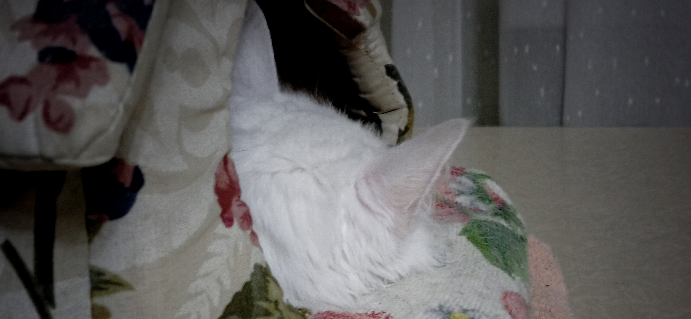 Фото питомца: белая кошка спит в домике