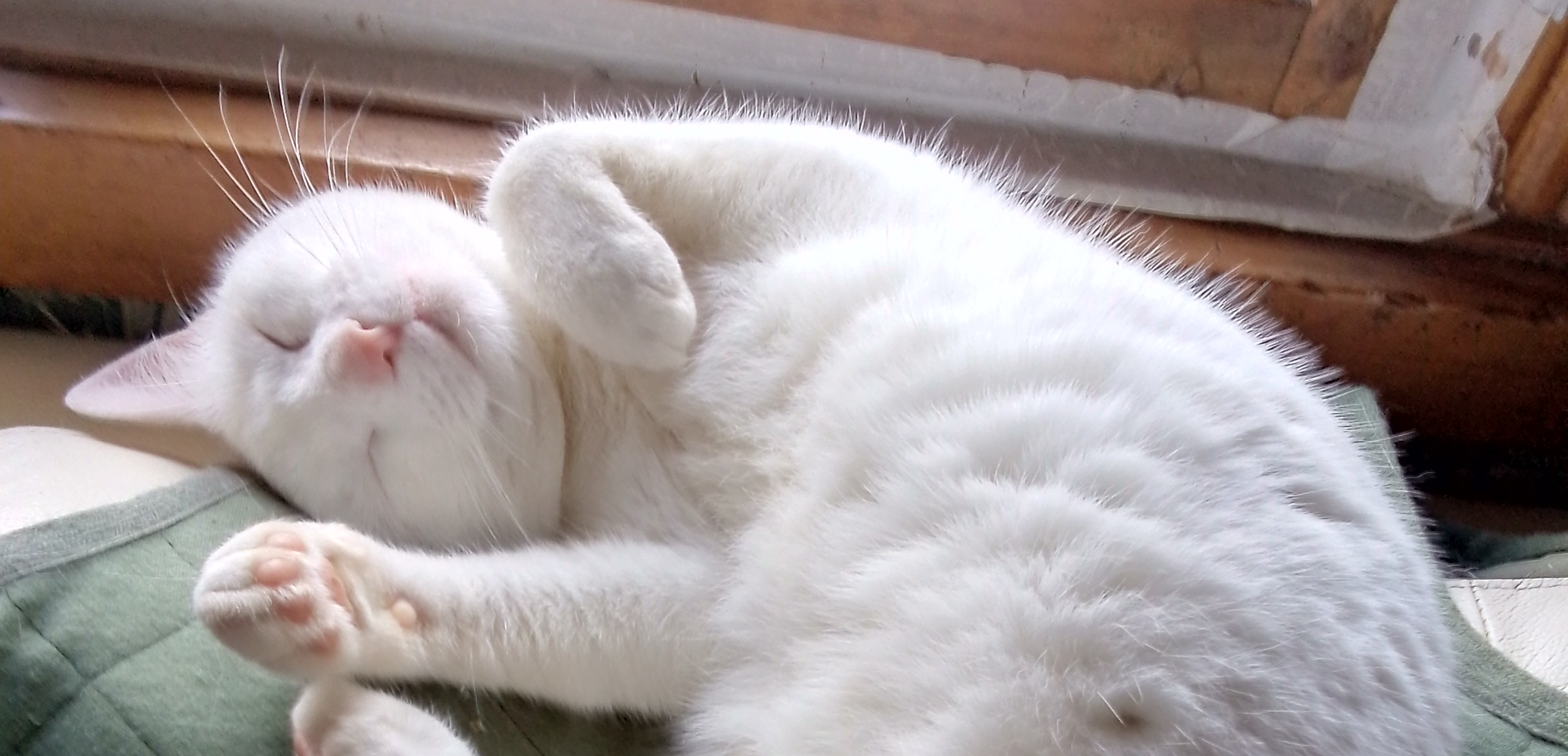 Фото питомца: белая кошка живет свою лучшую жизнь