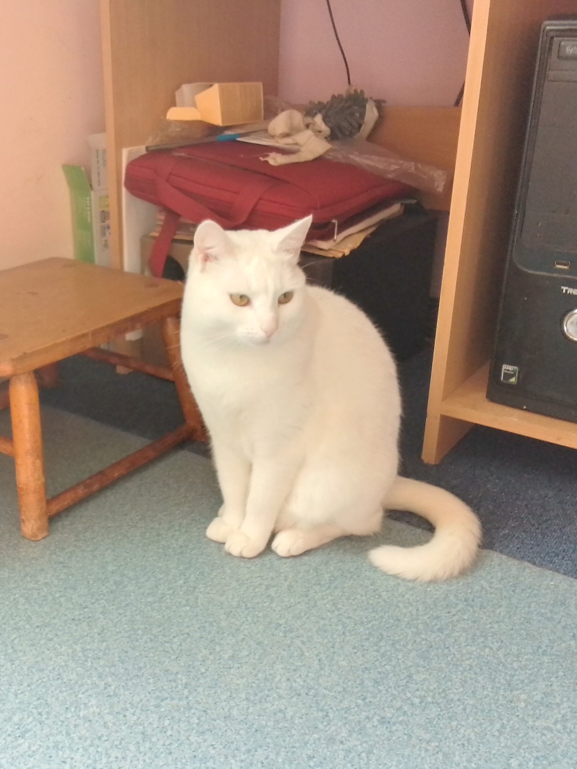 Жизнь блондинки