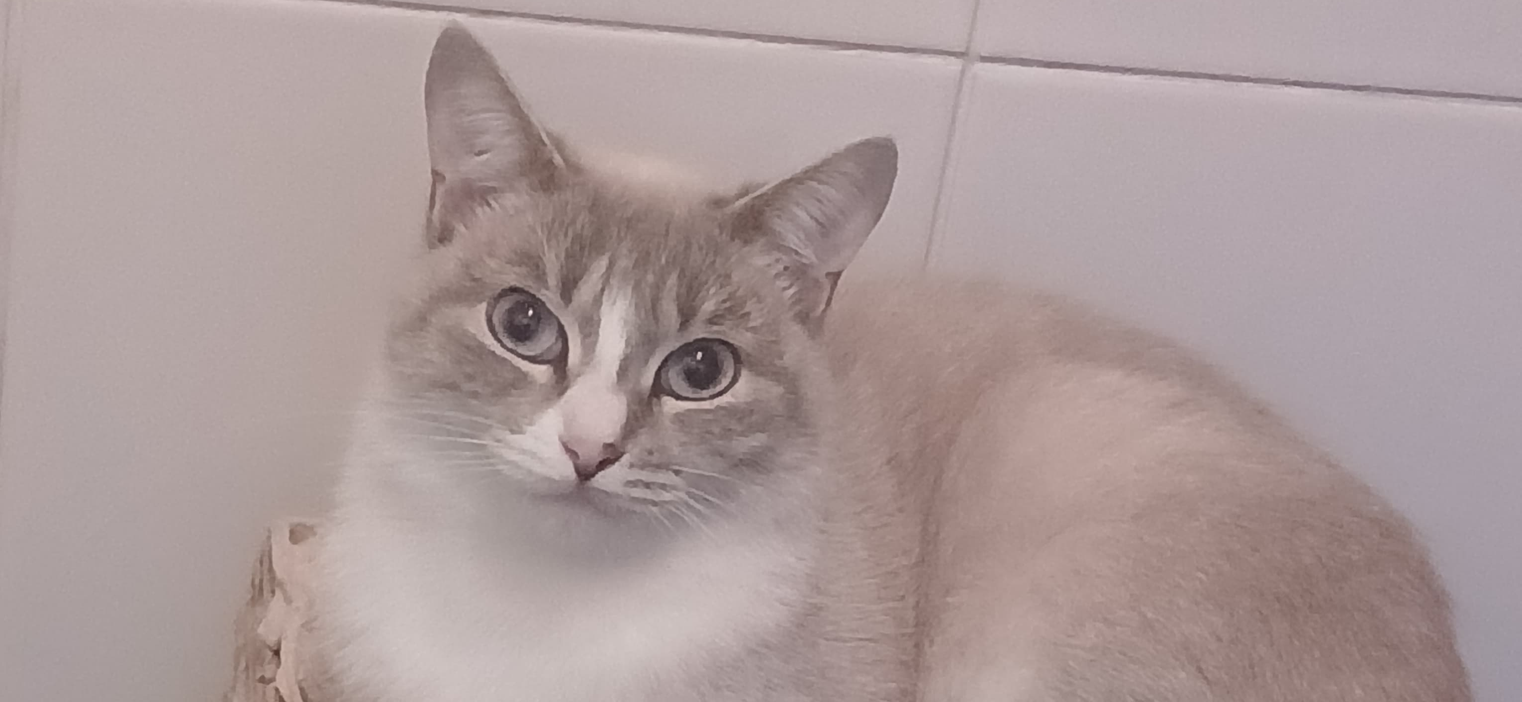 Фото питомца: кошка Белла искупалась и отдыхает на стопке лотков для яиц