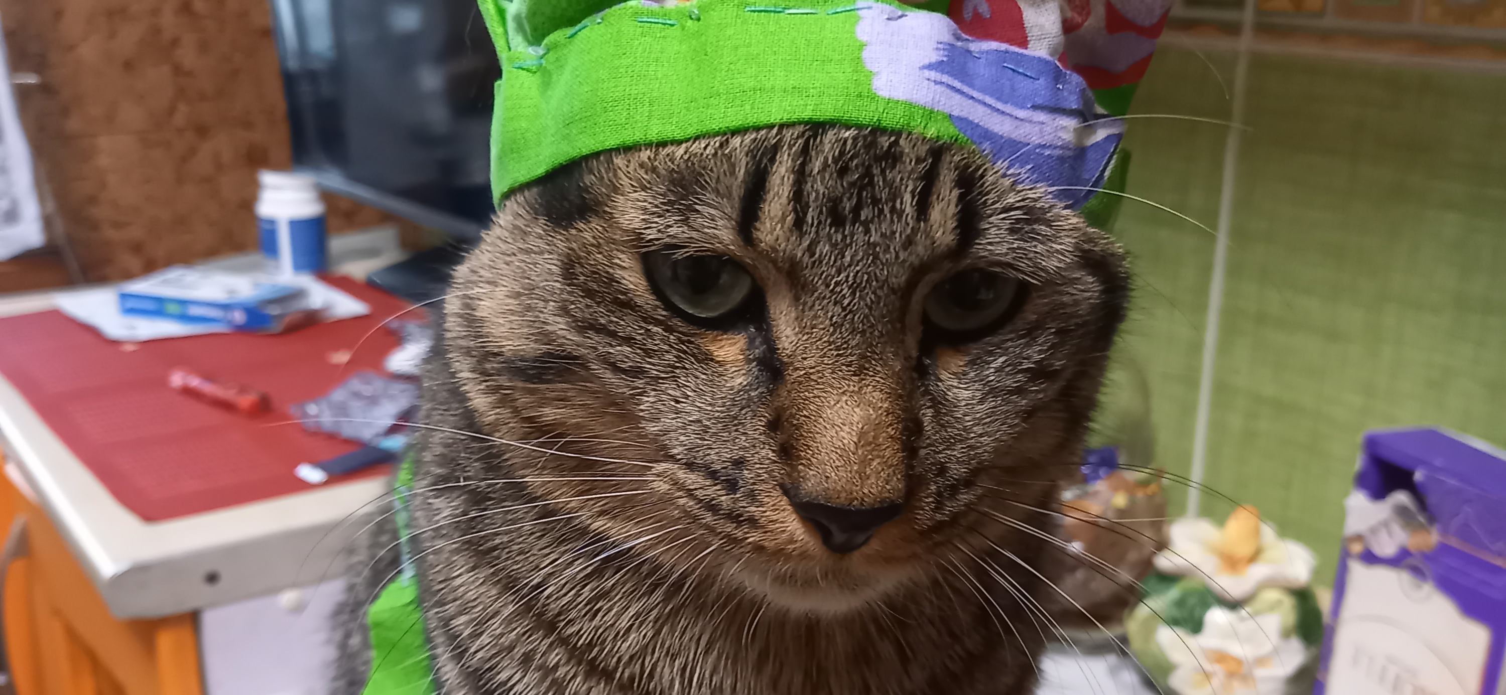 Фото питомца: кот Беня осваивает профессию повара