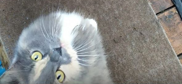 Фото питомца: кошка Бэся делится добычей