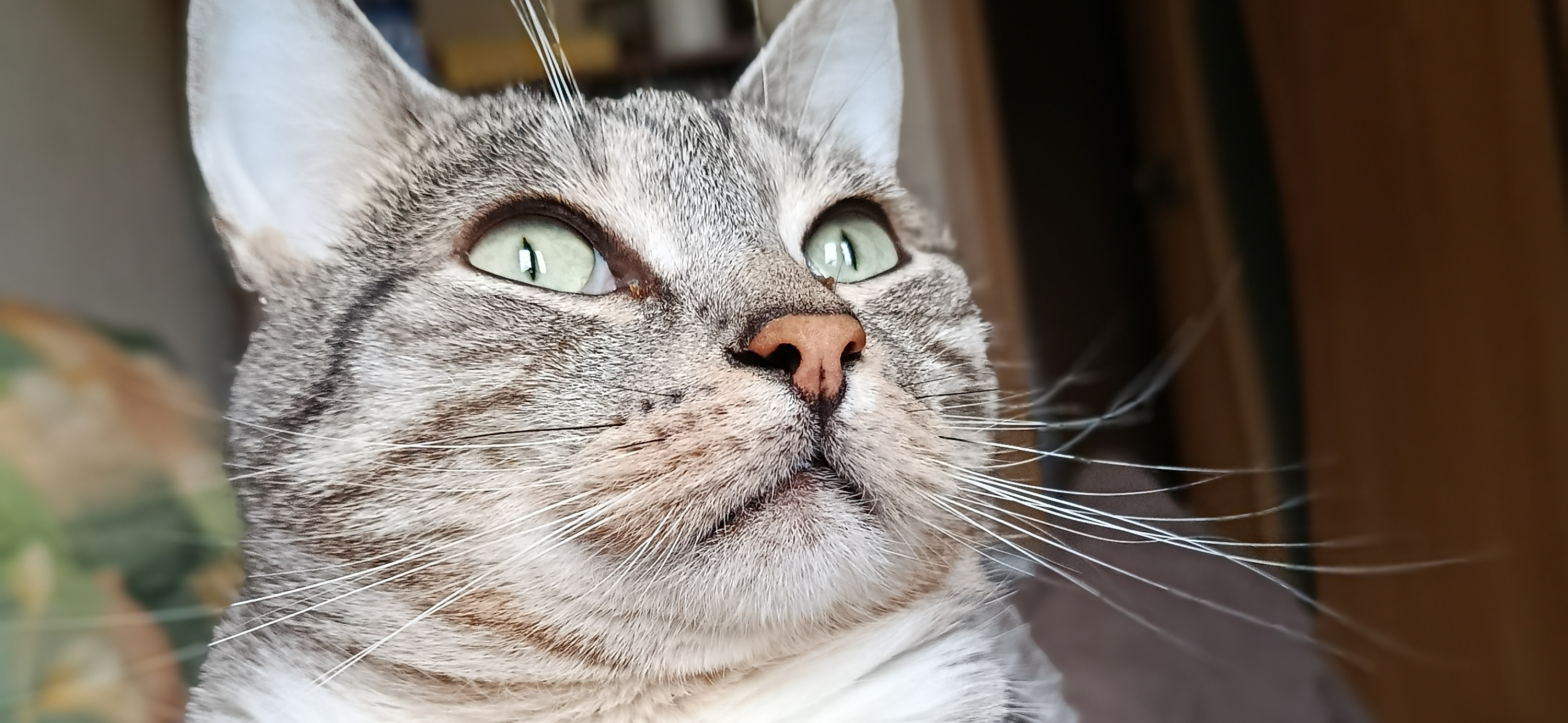 Фото питомца: кот Бибо поздравляет с Новым годом