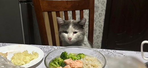 Фото питомца: кот Бодя ждет ужин перед очередной гулянкой