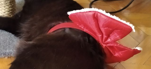 Фото питомца: кот Борька изображает феечку