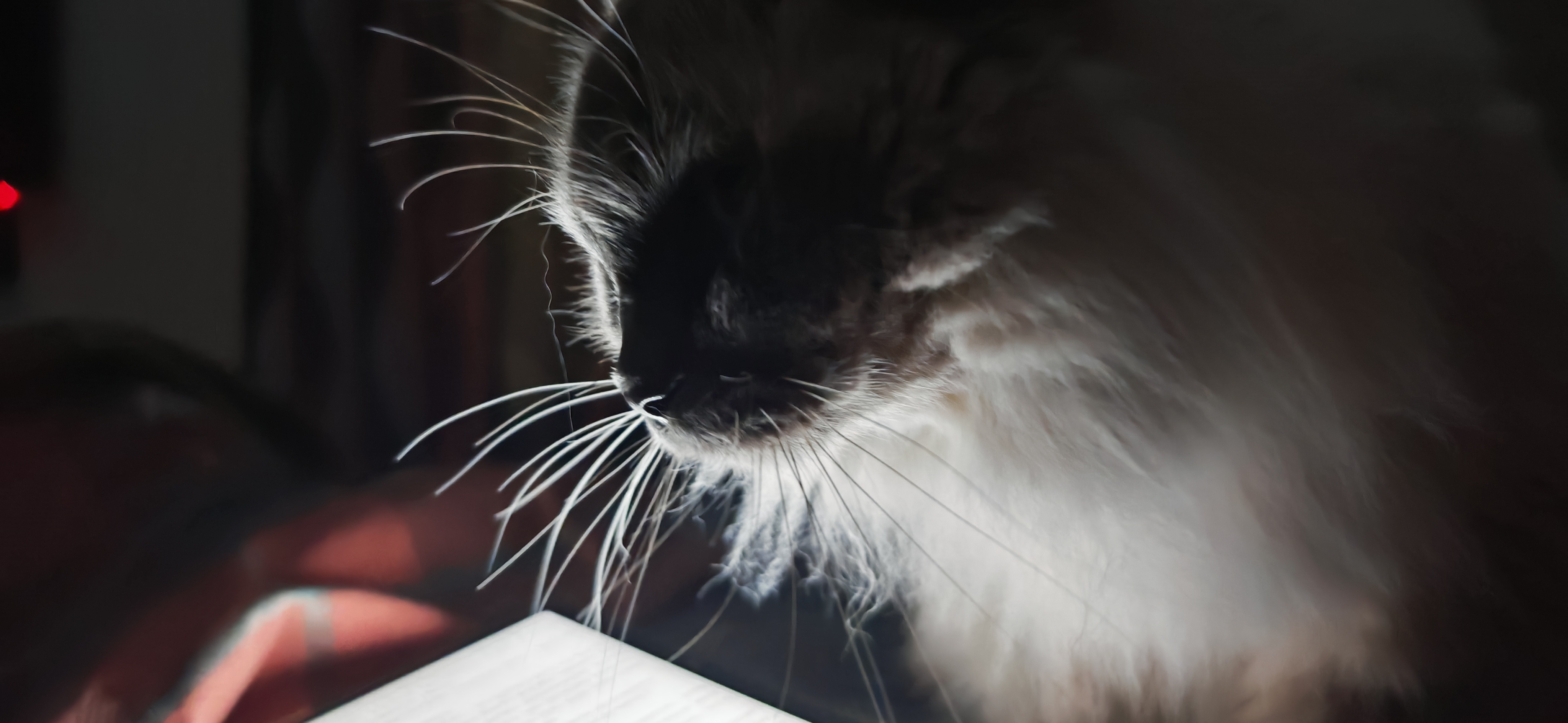 Фото питомца: кот Босс отдыхает