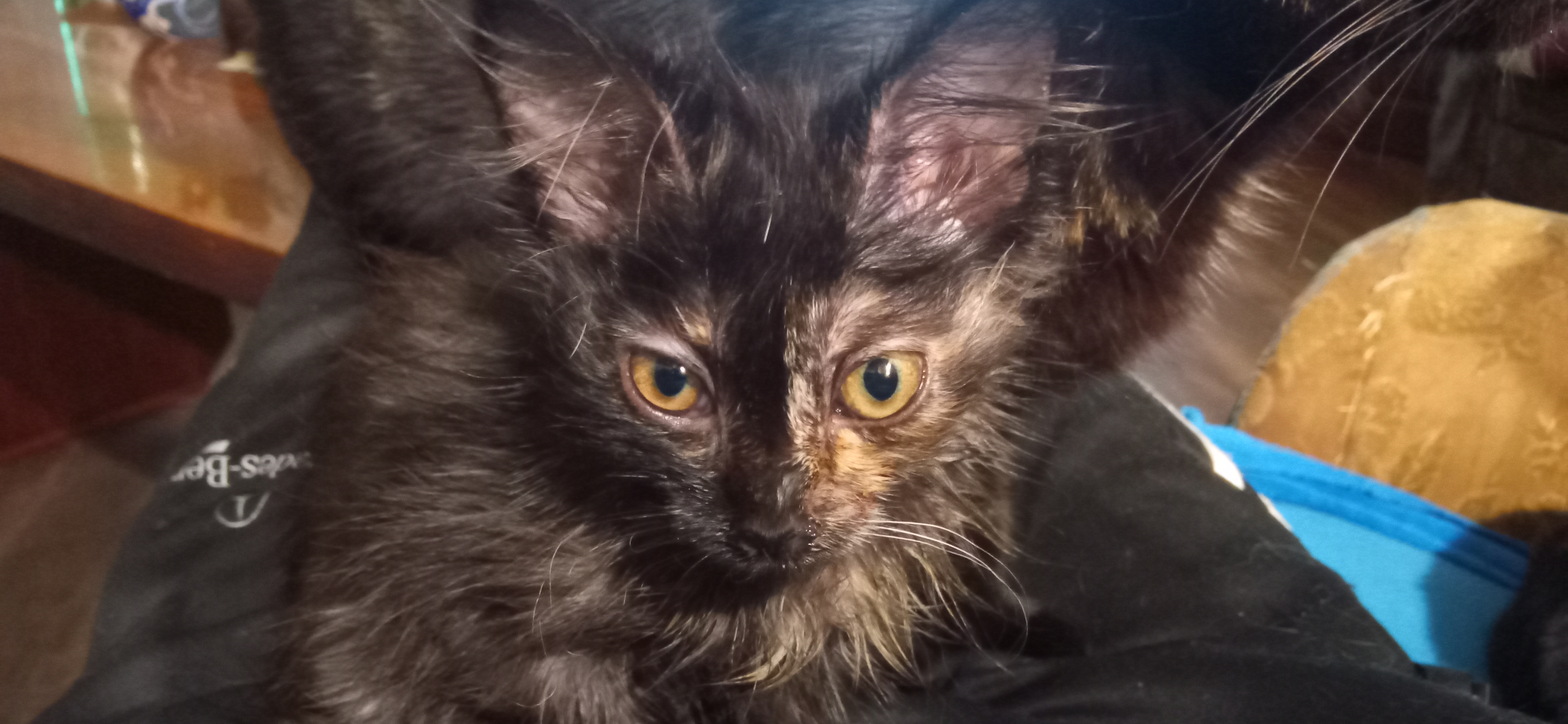 Фото питомца: кошка Бумбарашка отдыхает