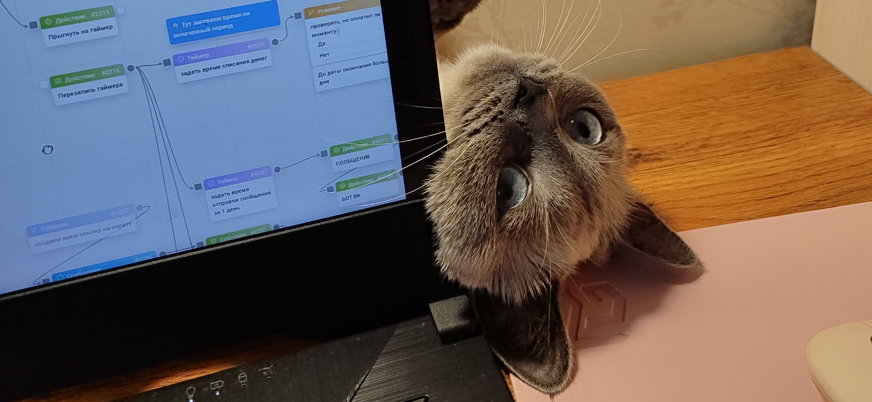 Фото питомца: кошка Бунси-Бьянка греется у ноутбука