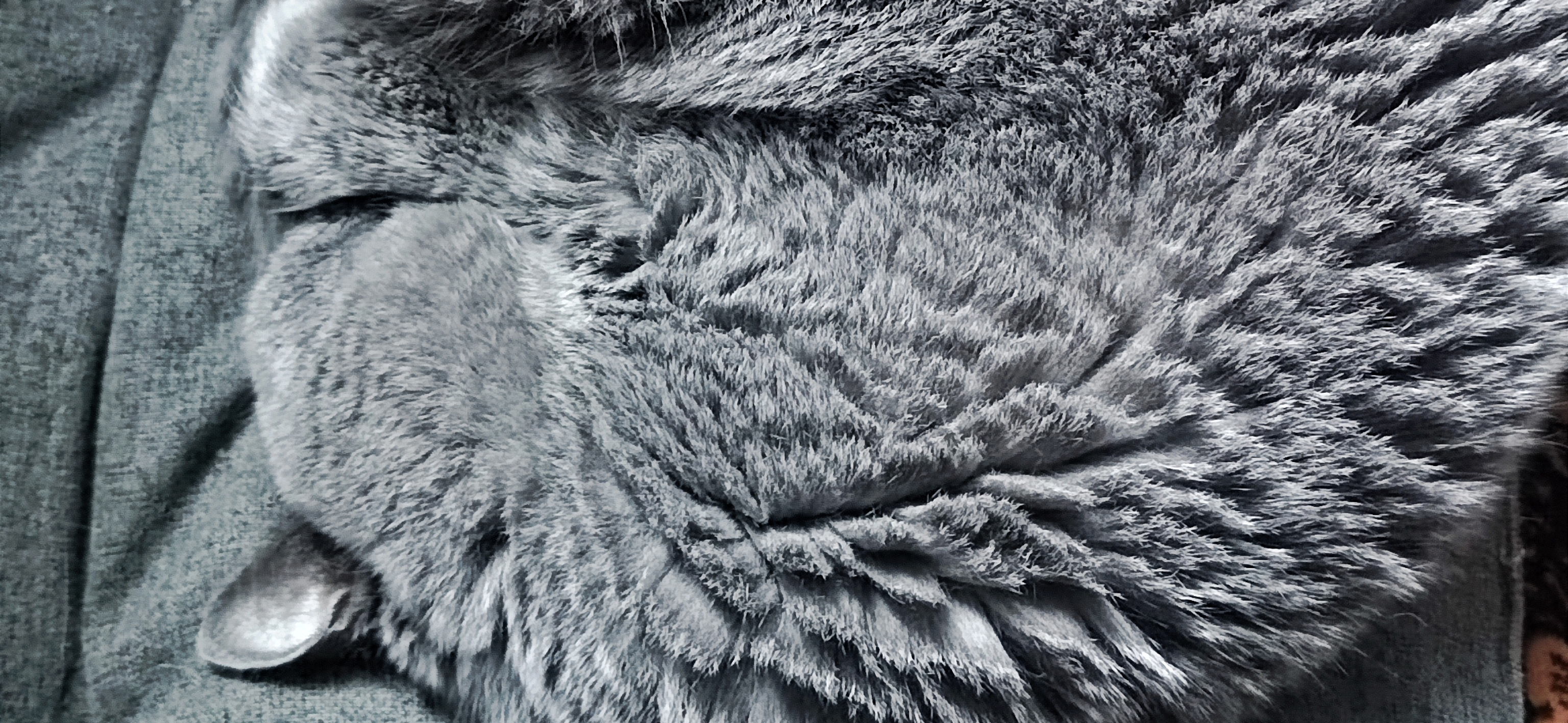 Фото питомца: кошка Буся демонстрирует свою идеальную форму