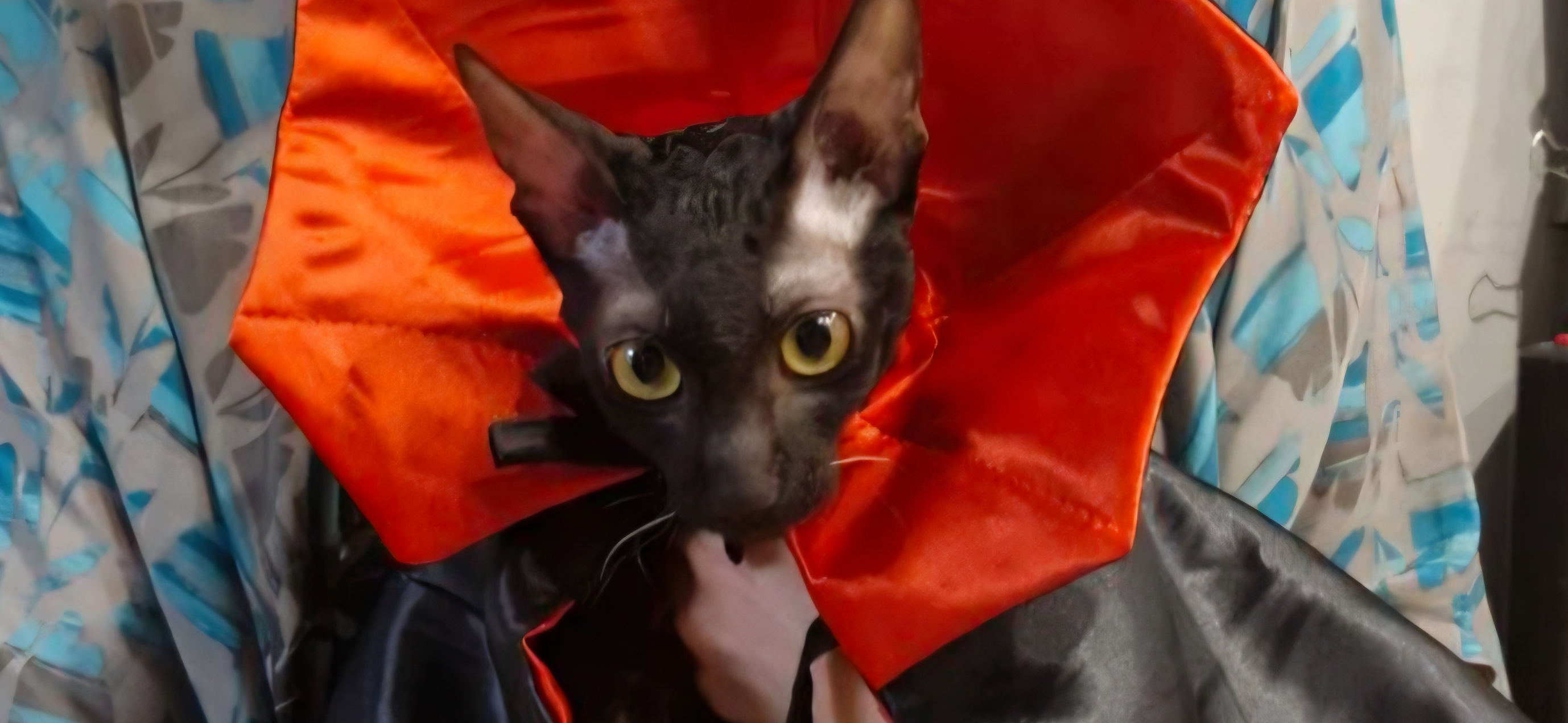 Фото питомца: кошка Буся примеряет новогодний костюм