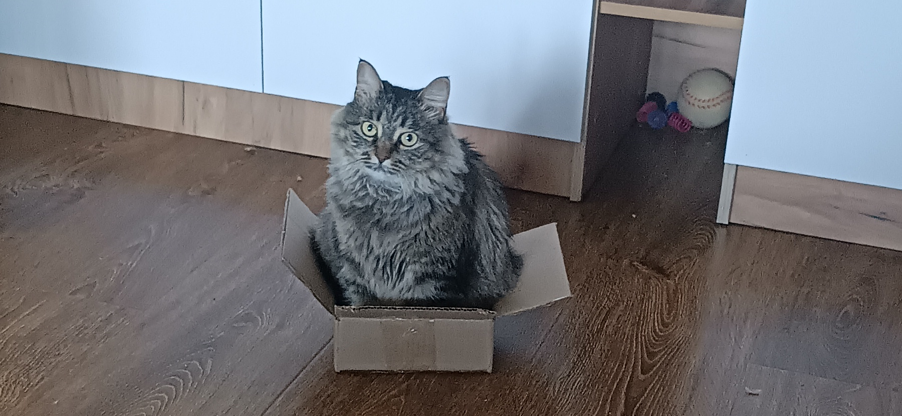 Фото питомца: кошка Буся сидит в маленькой коробке