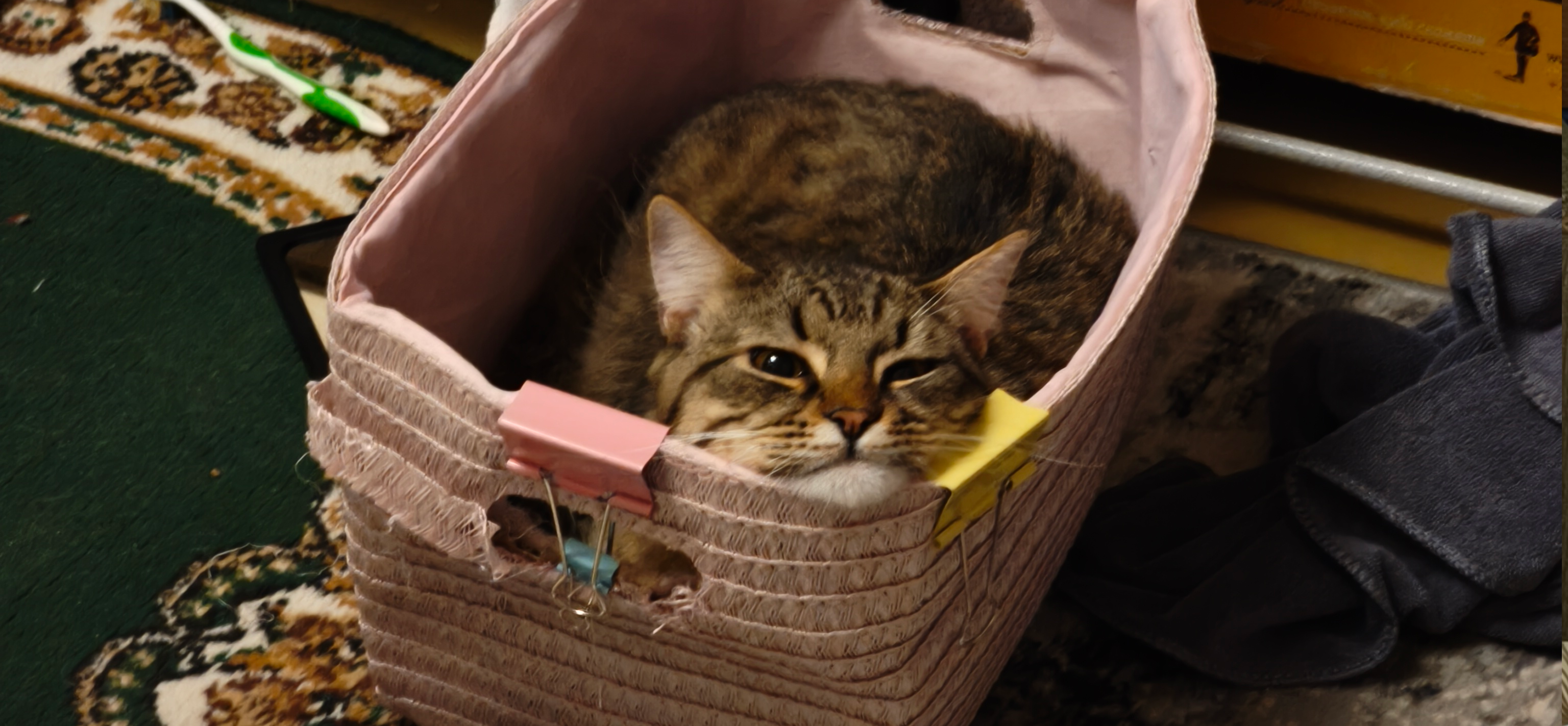 Фото питомца: кот Бусик наслаждается жизнью