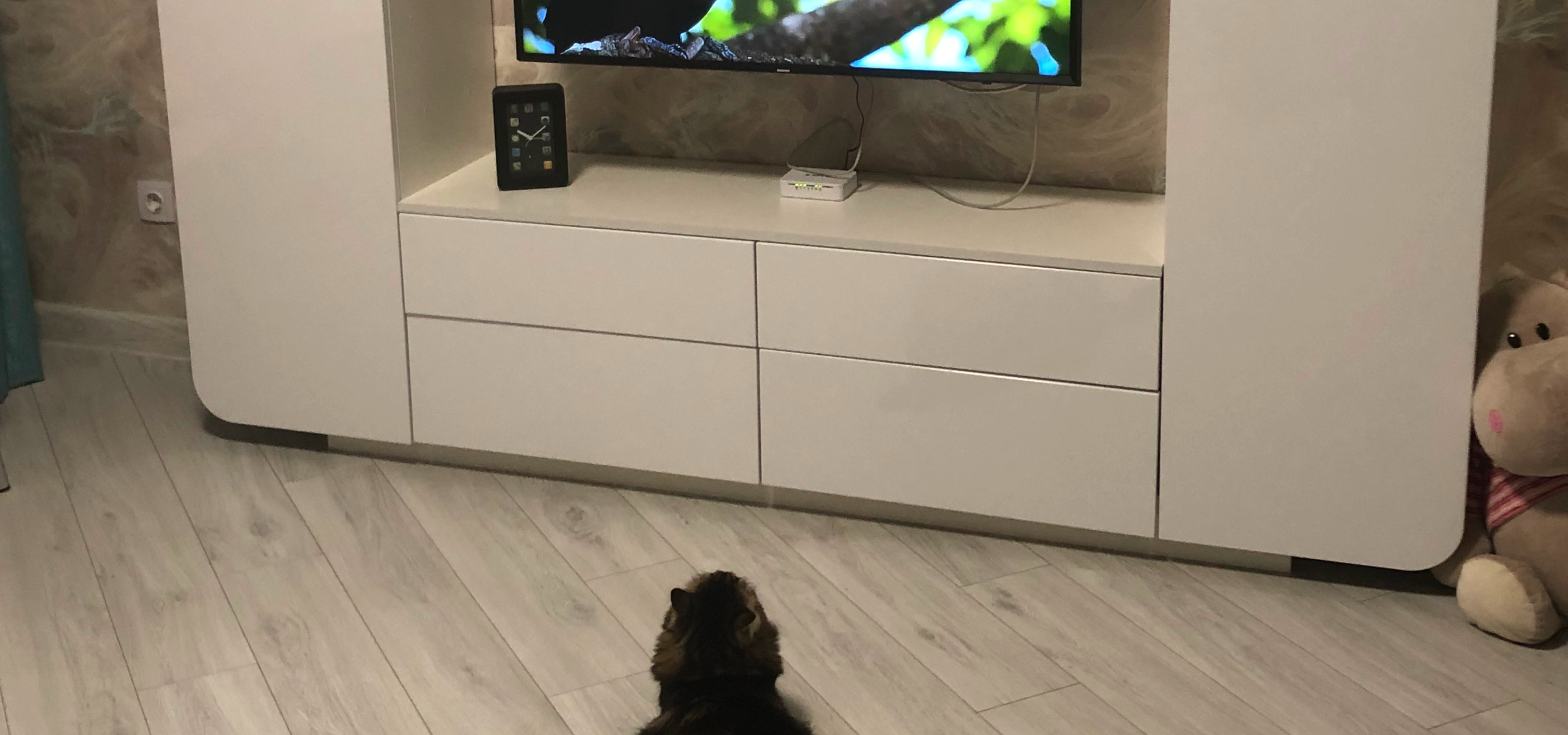 Фото питомца: кошка Буська смотрит передачу о птицах