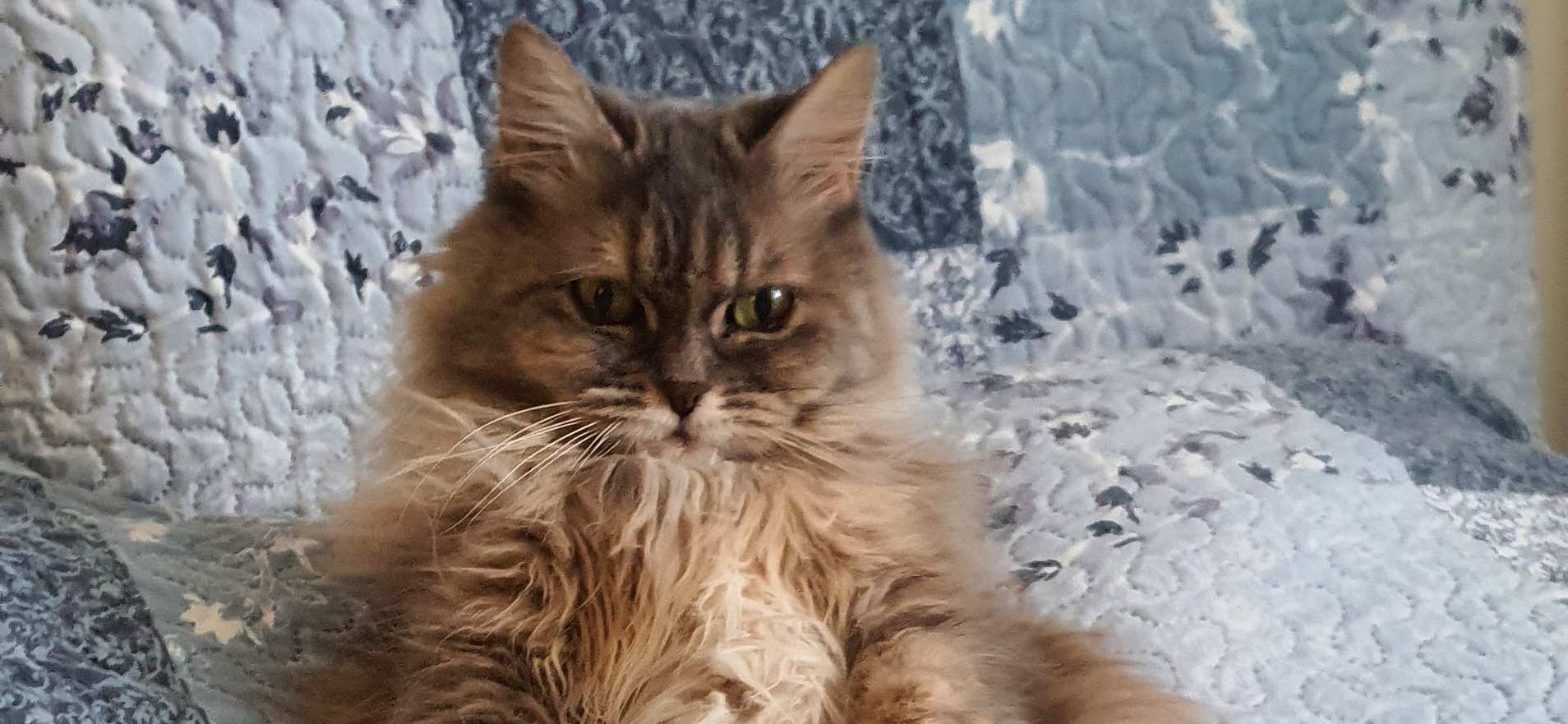 Фото питомца: кот Бузян изображает деловой вид