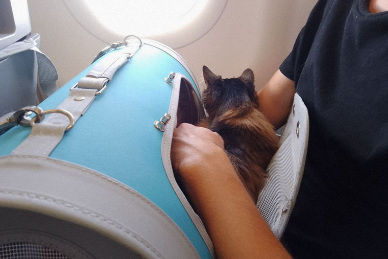 В самолете мы часто летим с открытой переноской, чтобы Пуся чувствовала себя комфортно. Переноску, как правило, разрешают открыть после того, как самолет наберет высоту