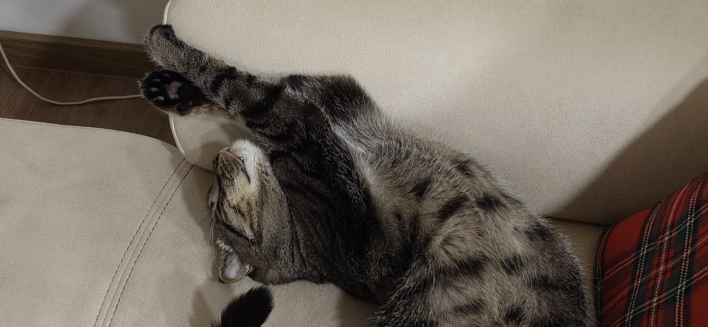 Фото питомца: кот Чаки пробует себя в разных амплуа