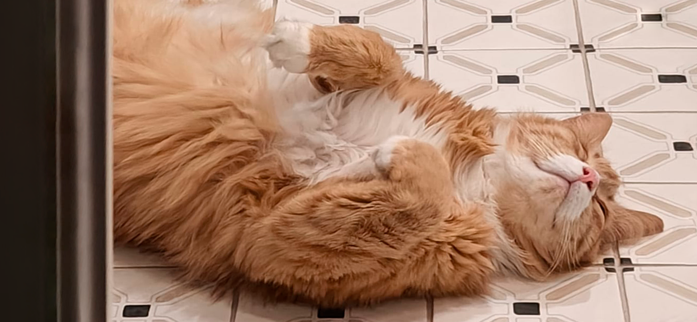 Фото питомца: кот Чарли отдыхает