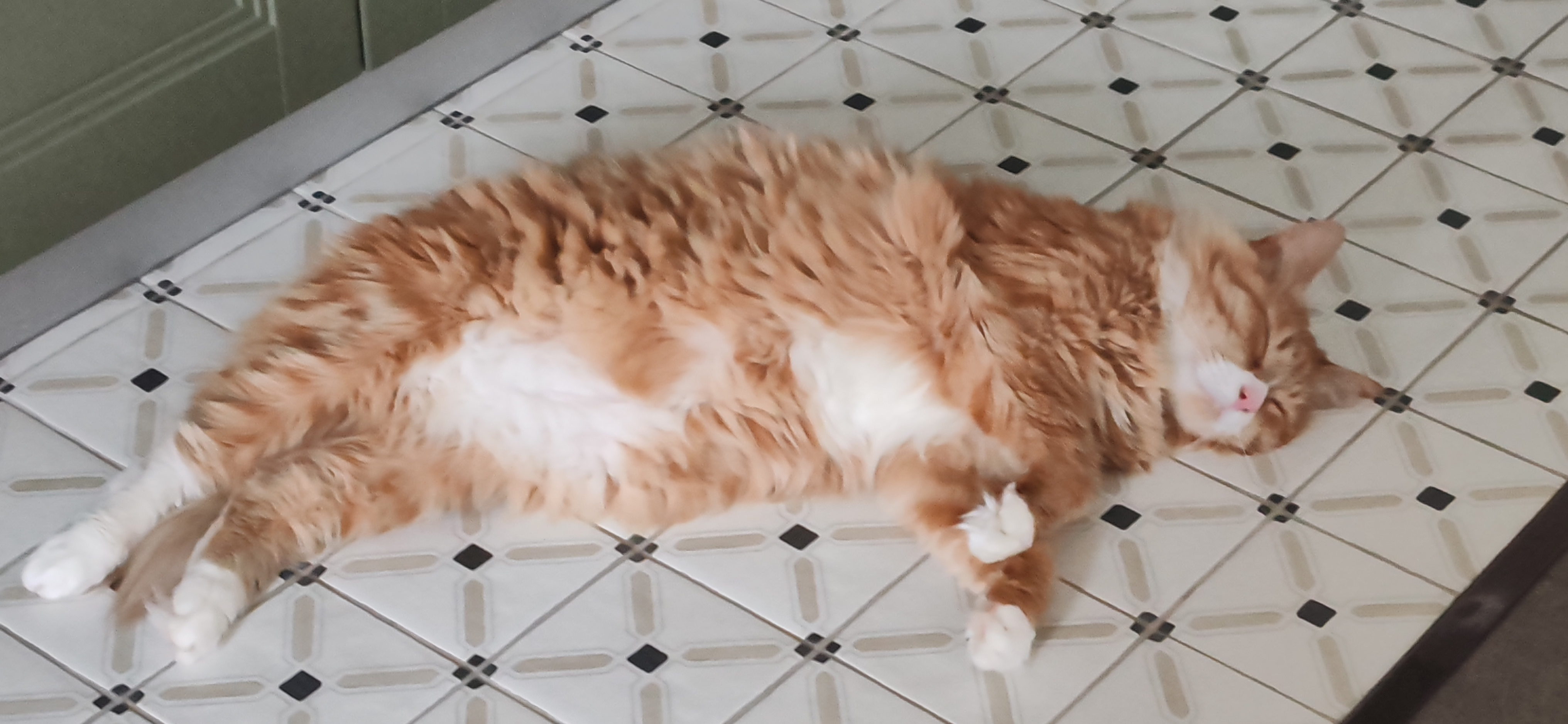 Фото питомца: кот Чарли проветривает пузо