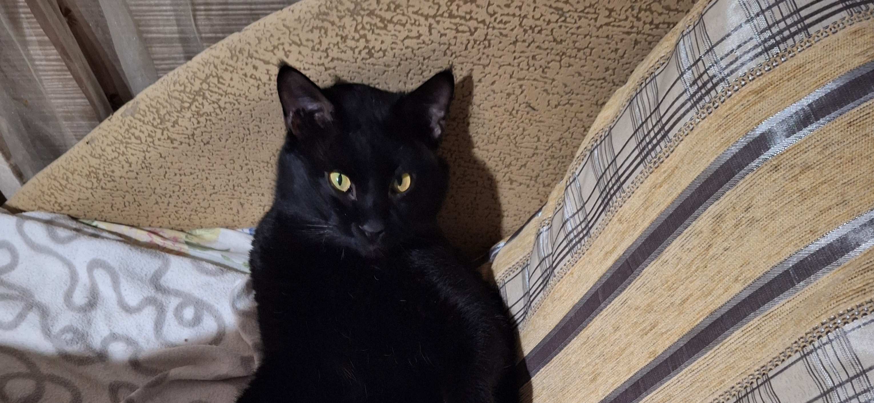 Фото питомца: кот Черныш отдыхает