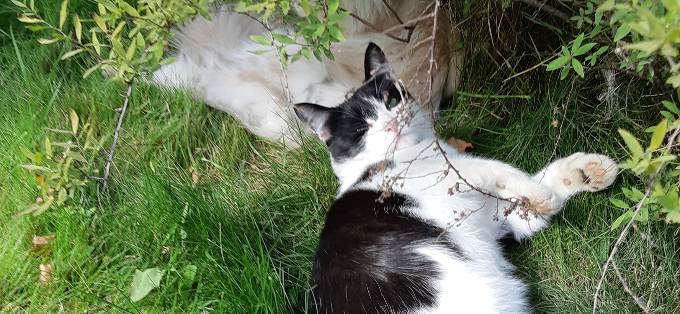 Фото питомца: кот Черныш отдыхает на даче