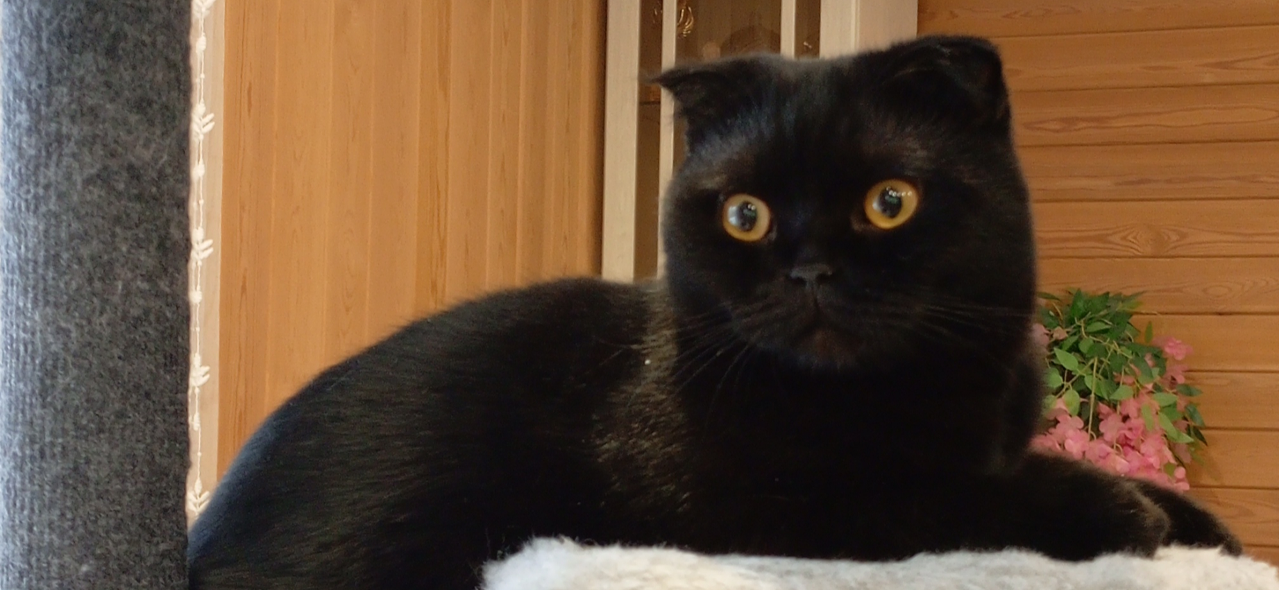 Фото питомца: кот Чип живет свою лучшую жизнь