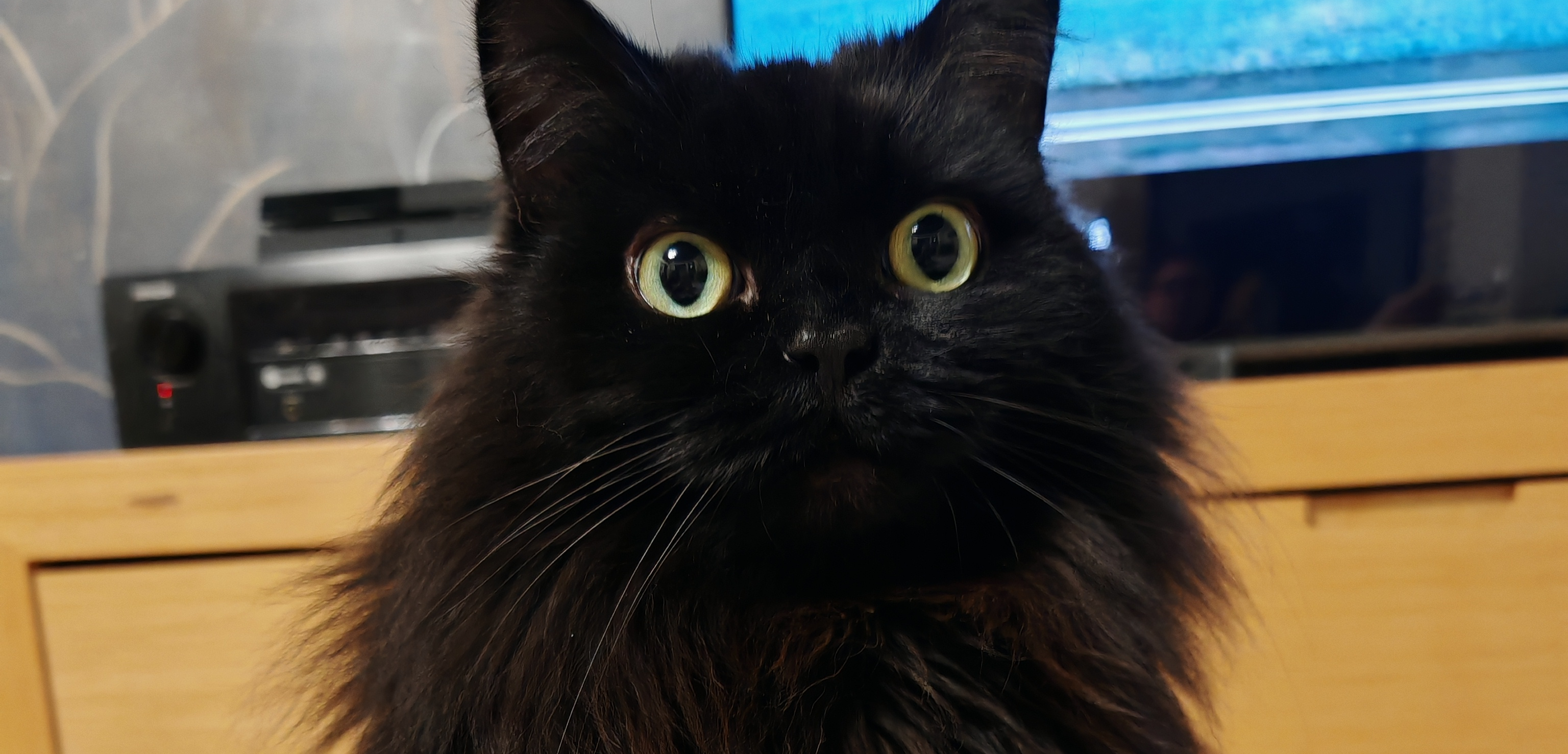 Фото питомца: кошка Чуча размышляет о собственной идеальности