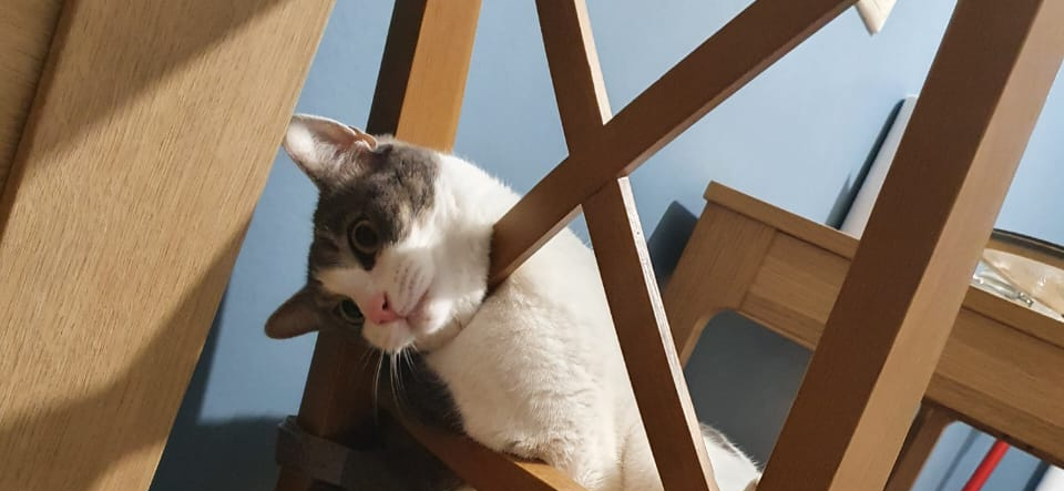 Фото питомца: кот Чуи живет свою лучшую жизнь