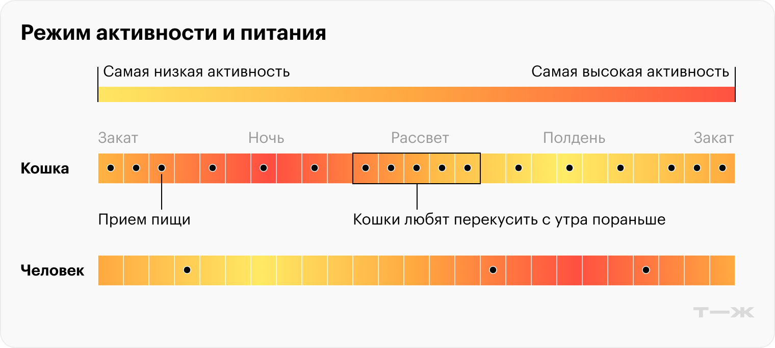 Режим активности и питания у кошек и людей сильно различается