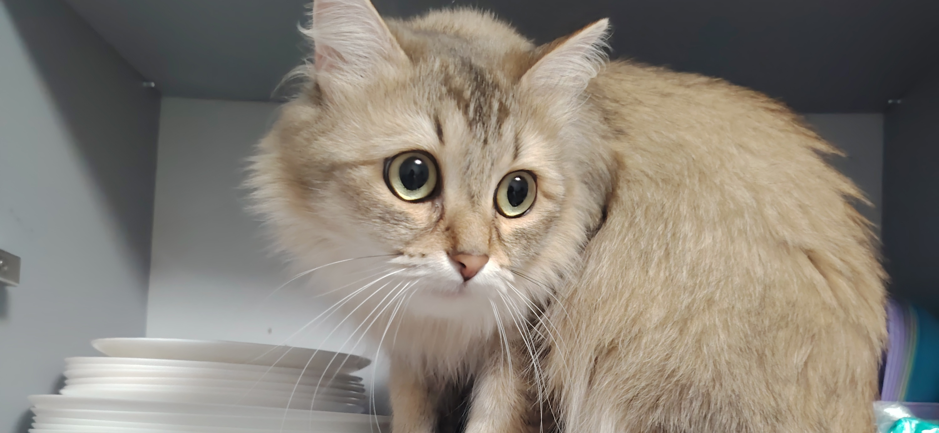 Фото питомца: кошка Дива поймана на месте преступления