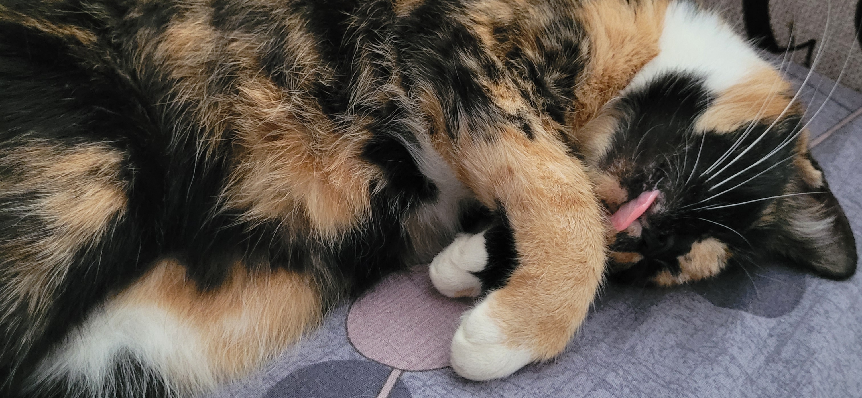 Фото питомца: кошка Дуся показывает язык